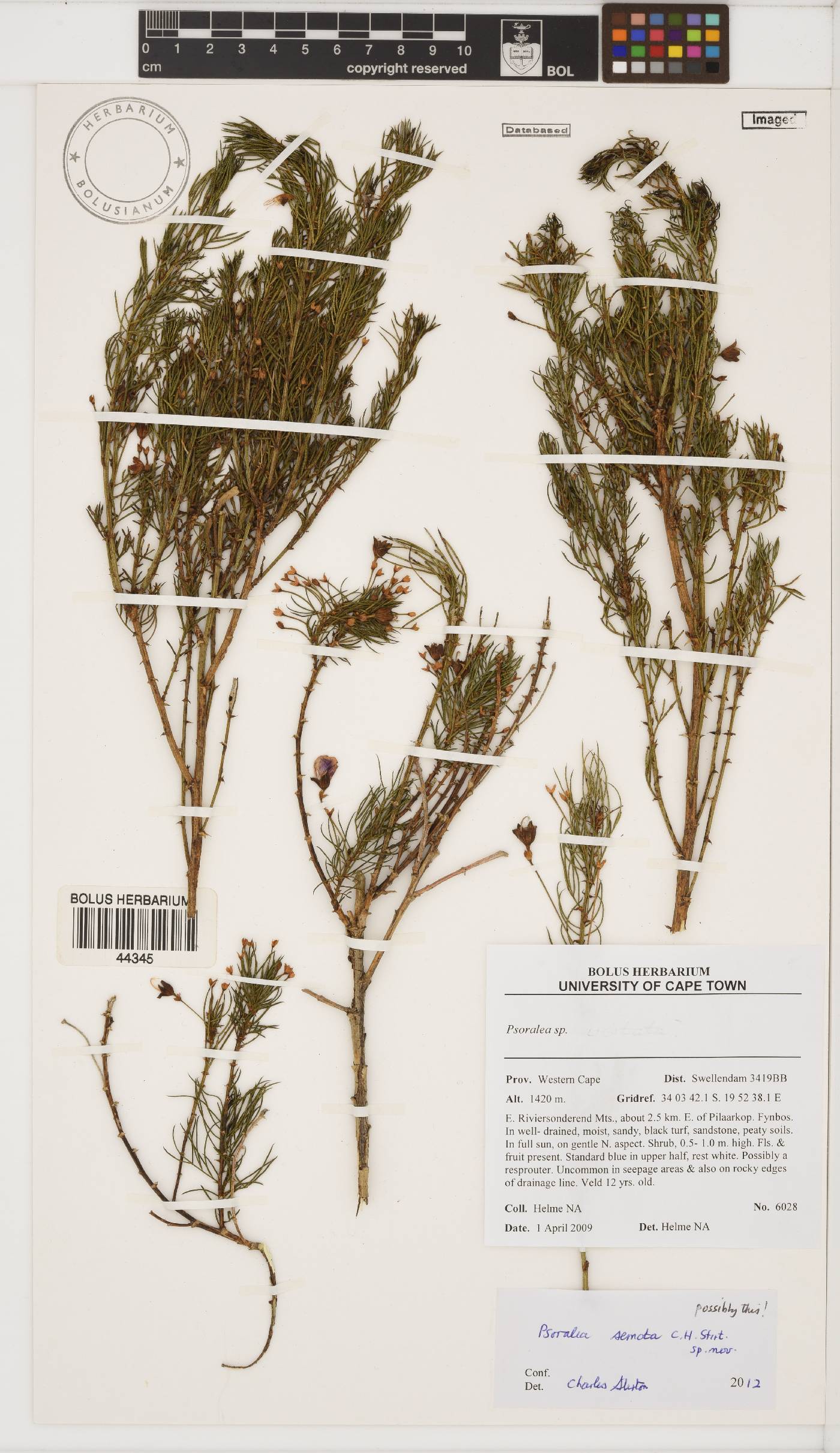 Psoralea semota image