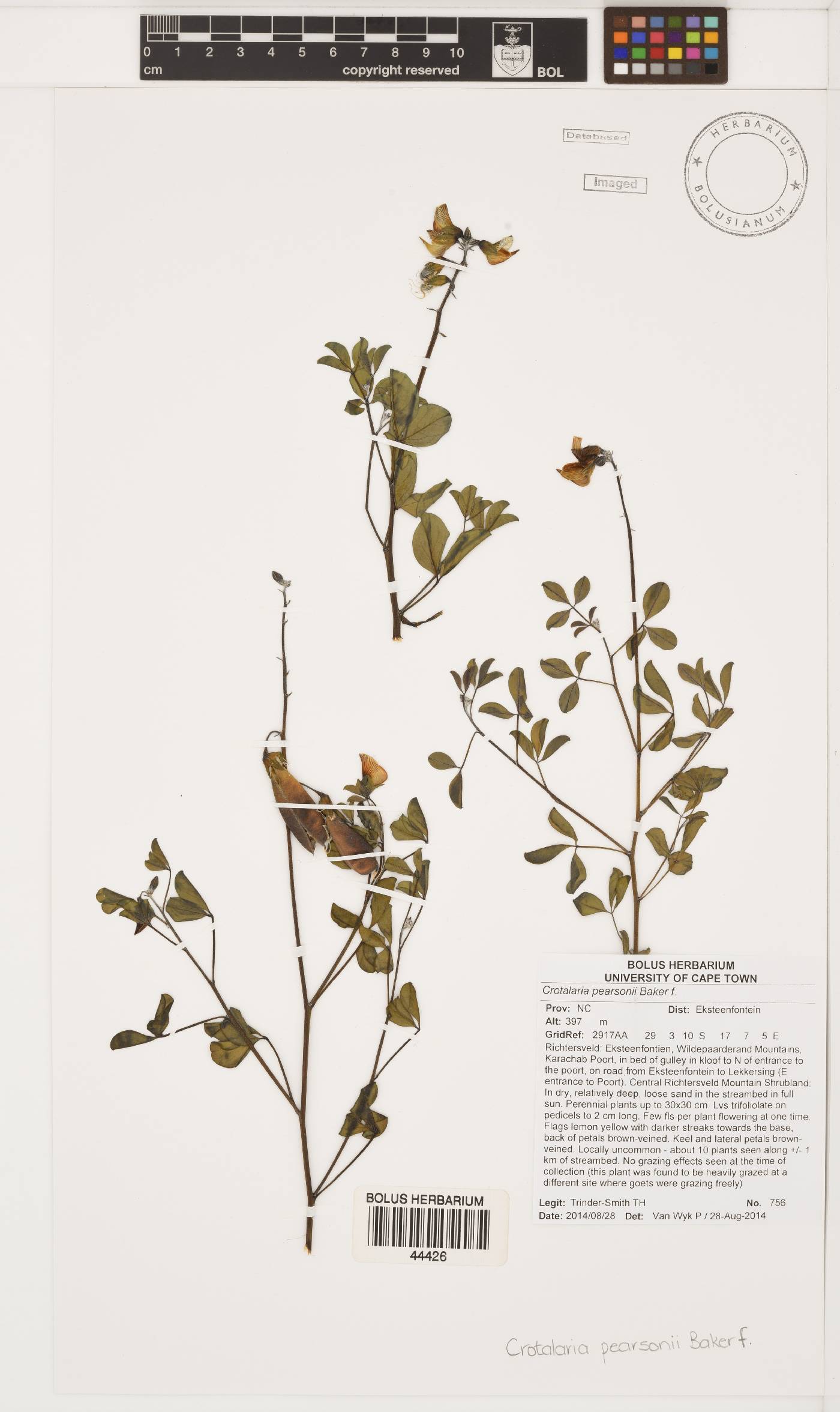 Crotalaria pearsonii image