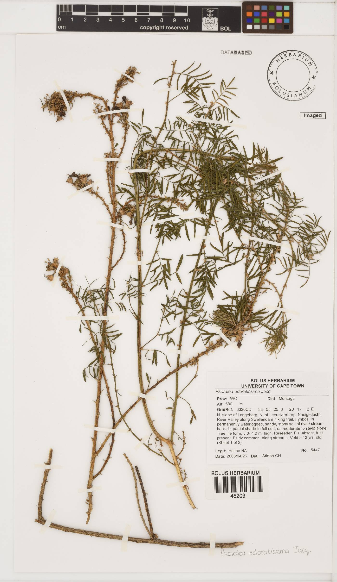 Psoralea odoratissima image