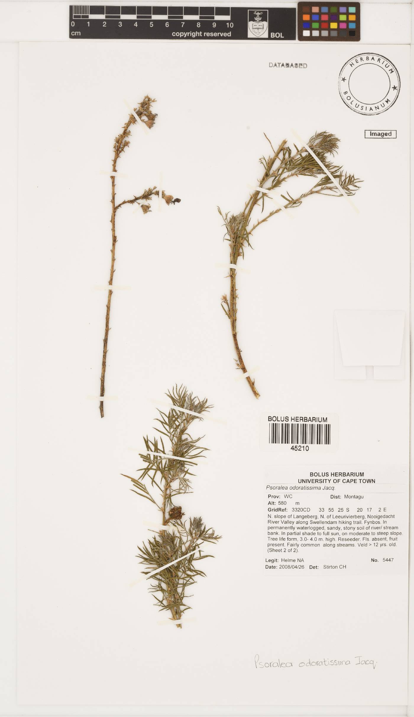 Psoralea odoratissima image