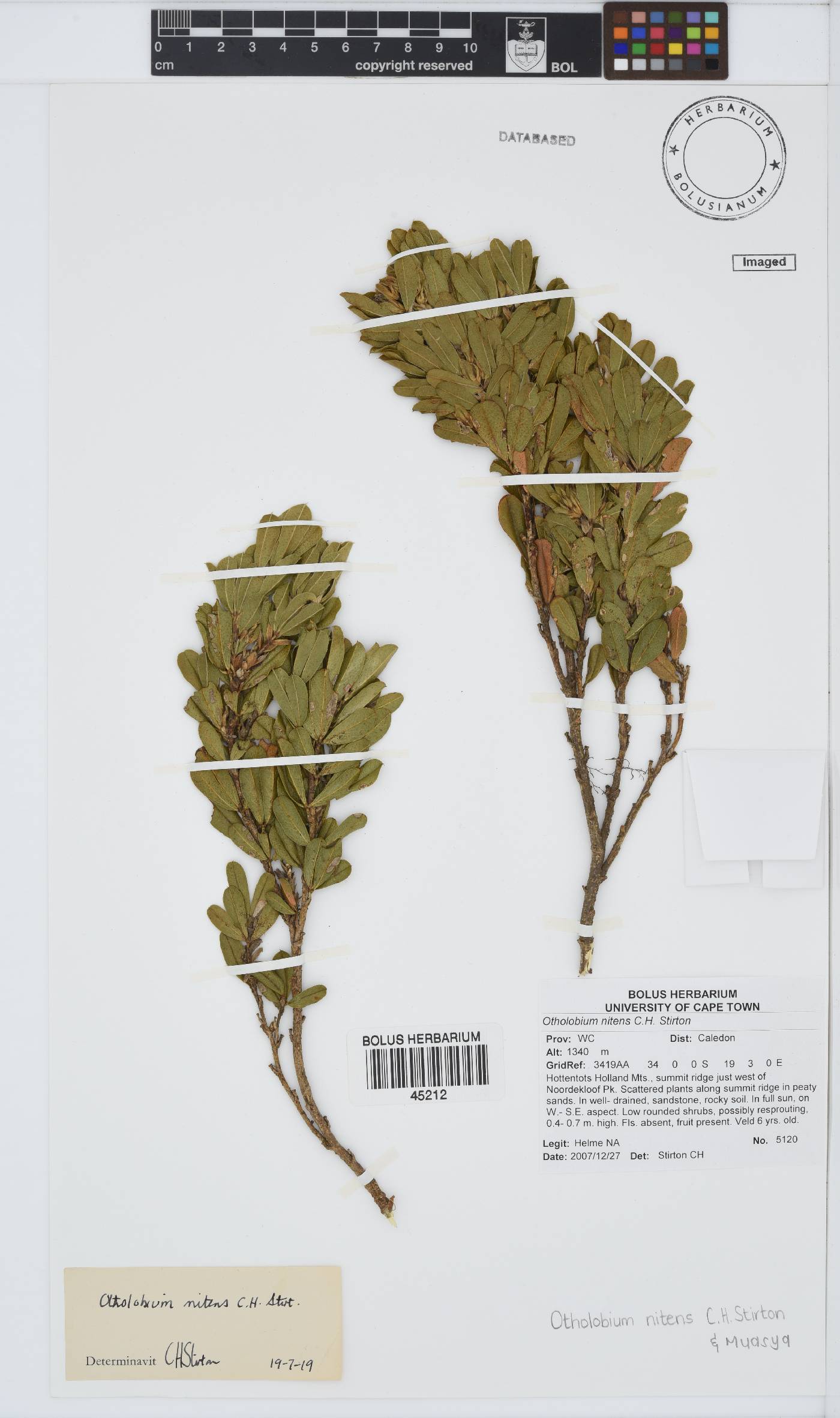 Otholobium nitens image