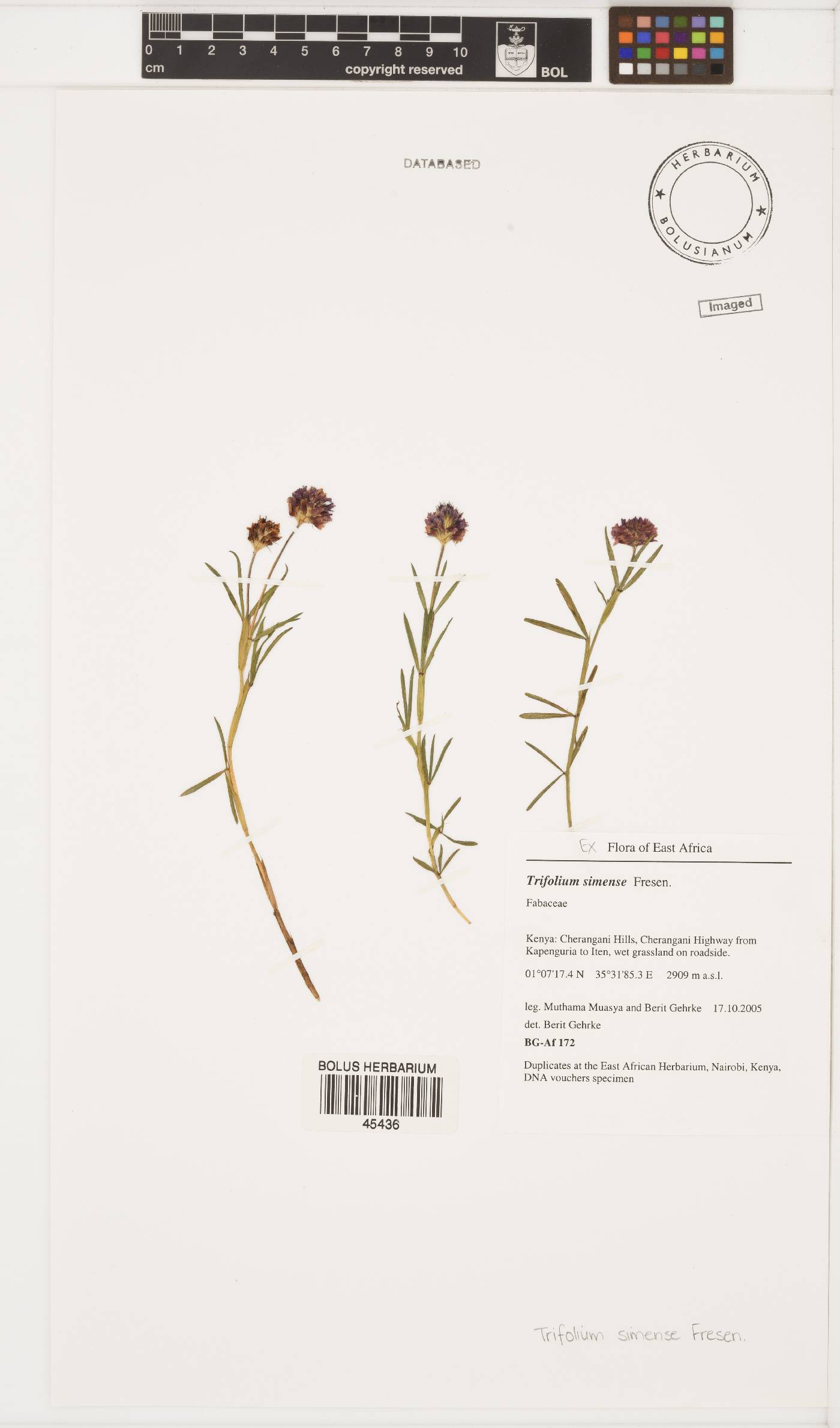 Trifolium simense image