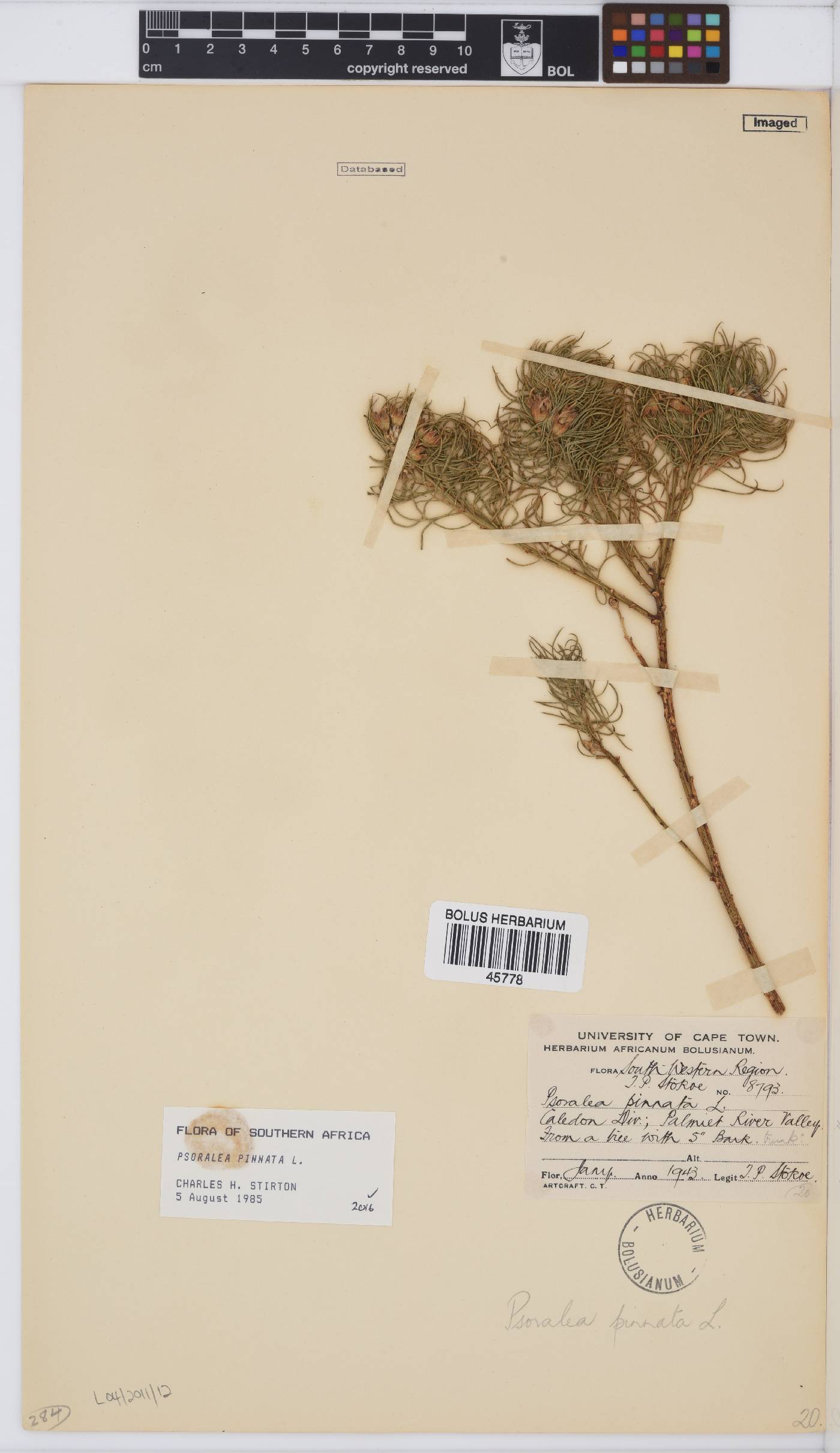 Psoralea pinnata image