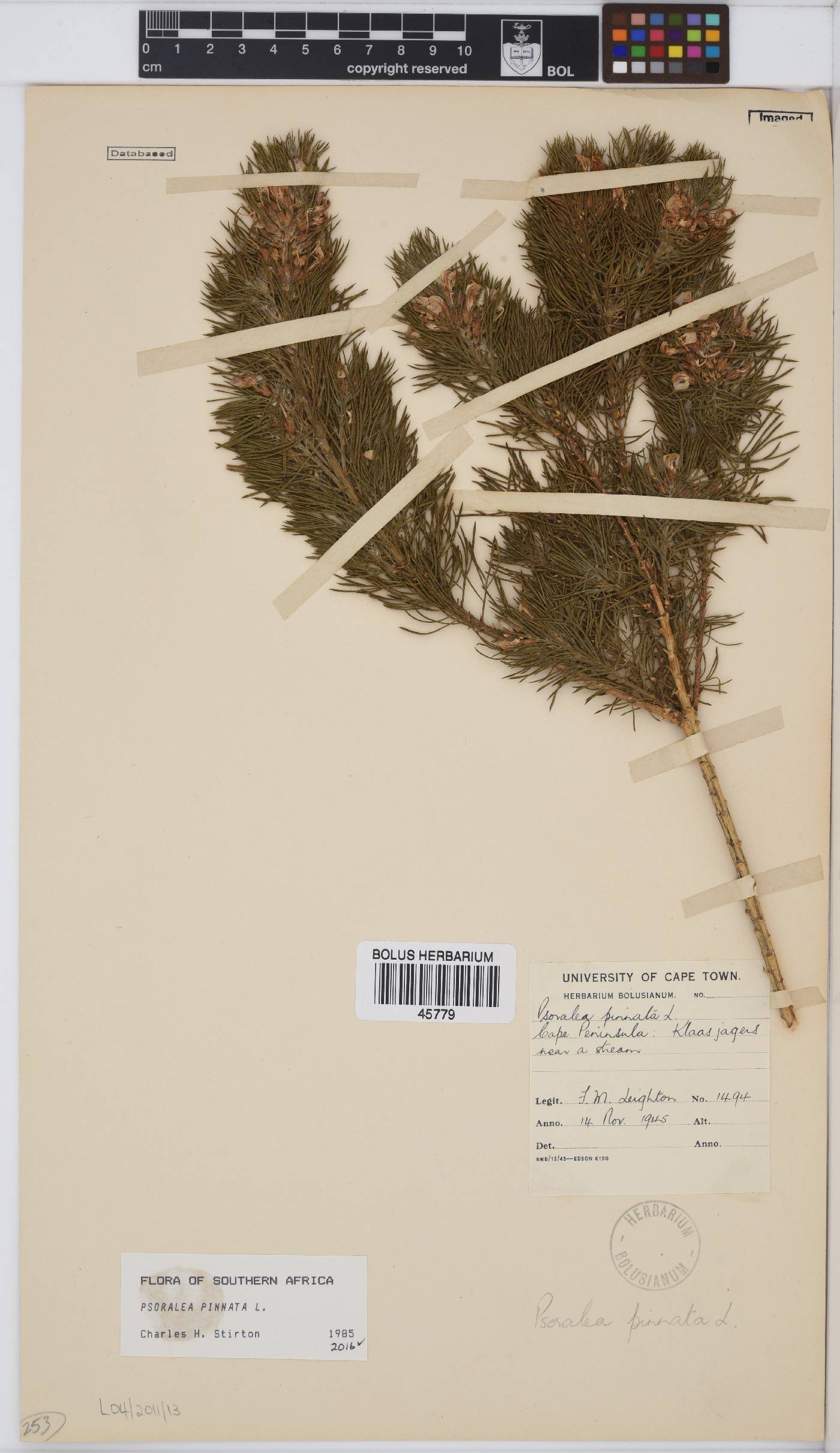 Psoralea pinnata image