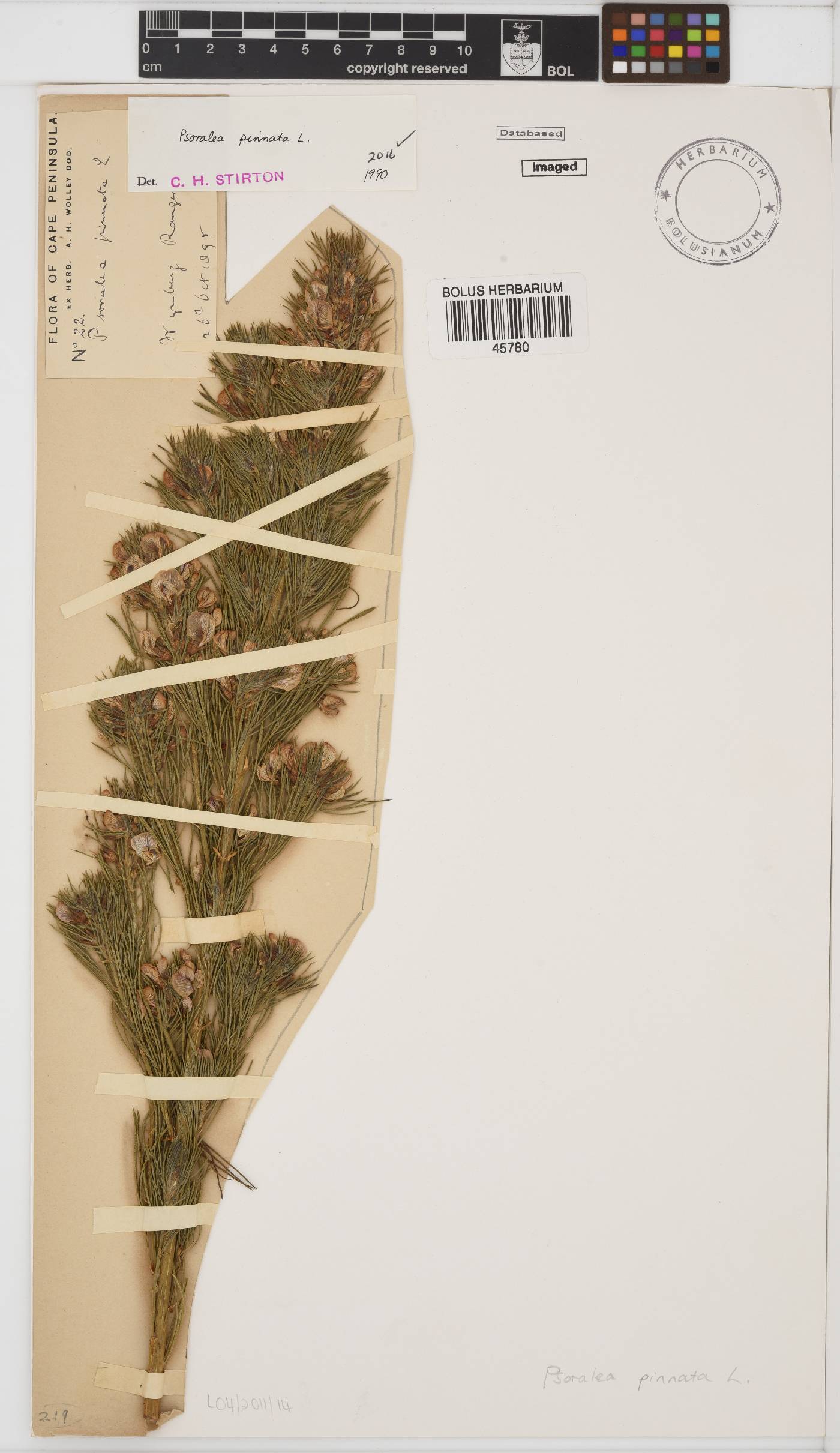 Psoralea pinnata image