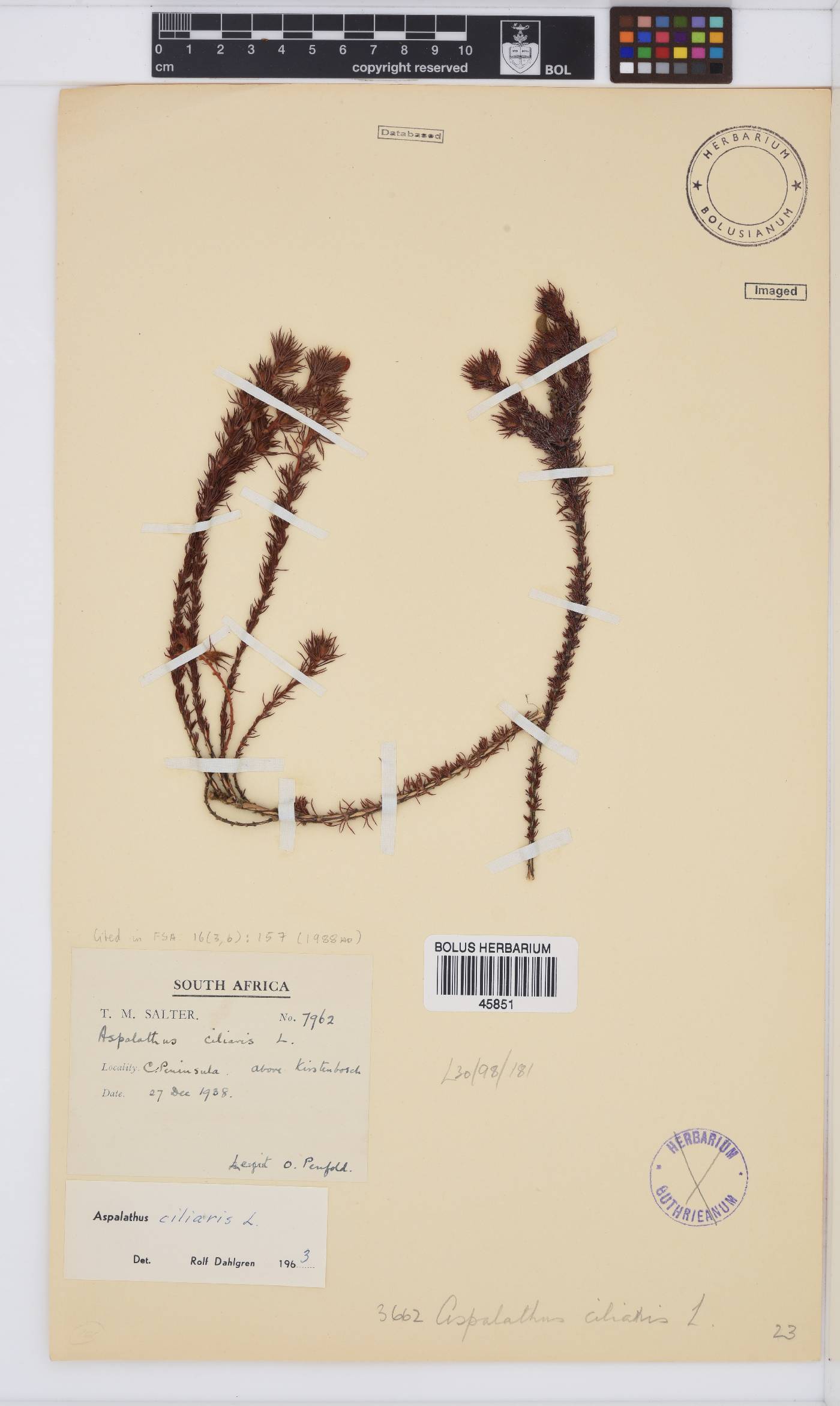 Aspalathus ciliaris image