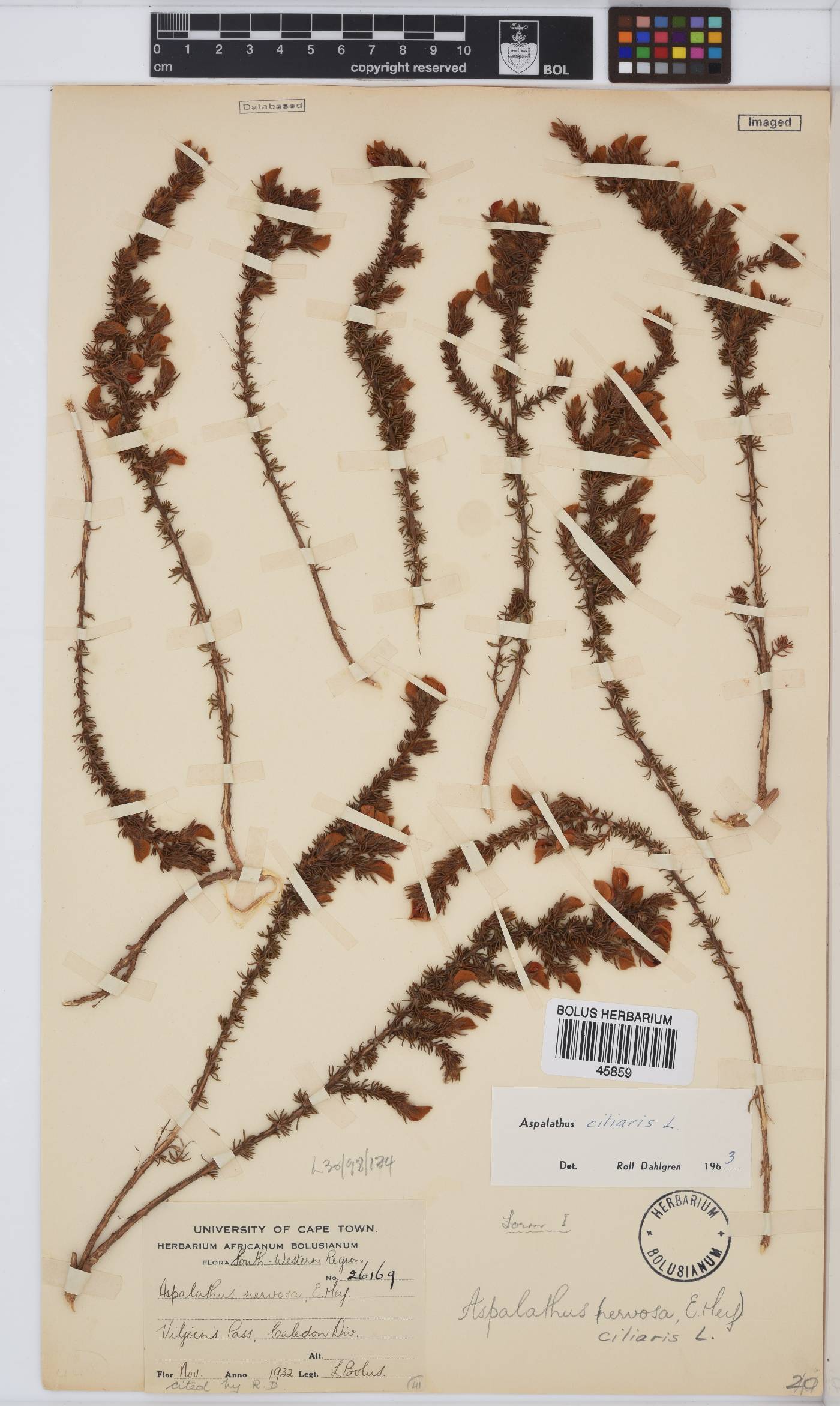 Aspalathus ciliaris image