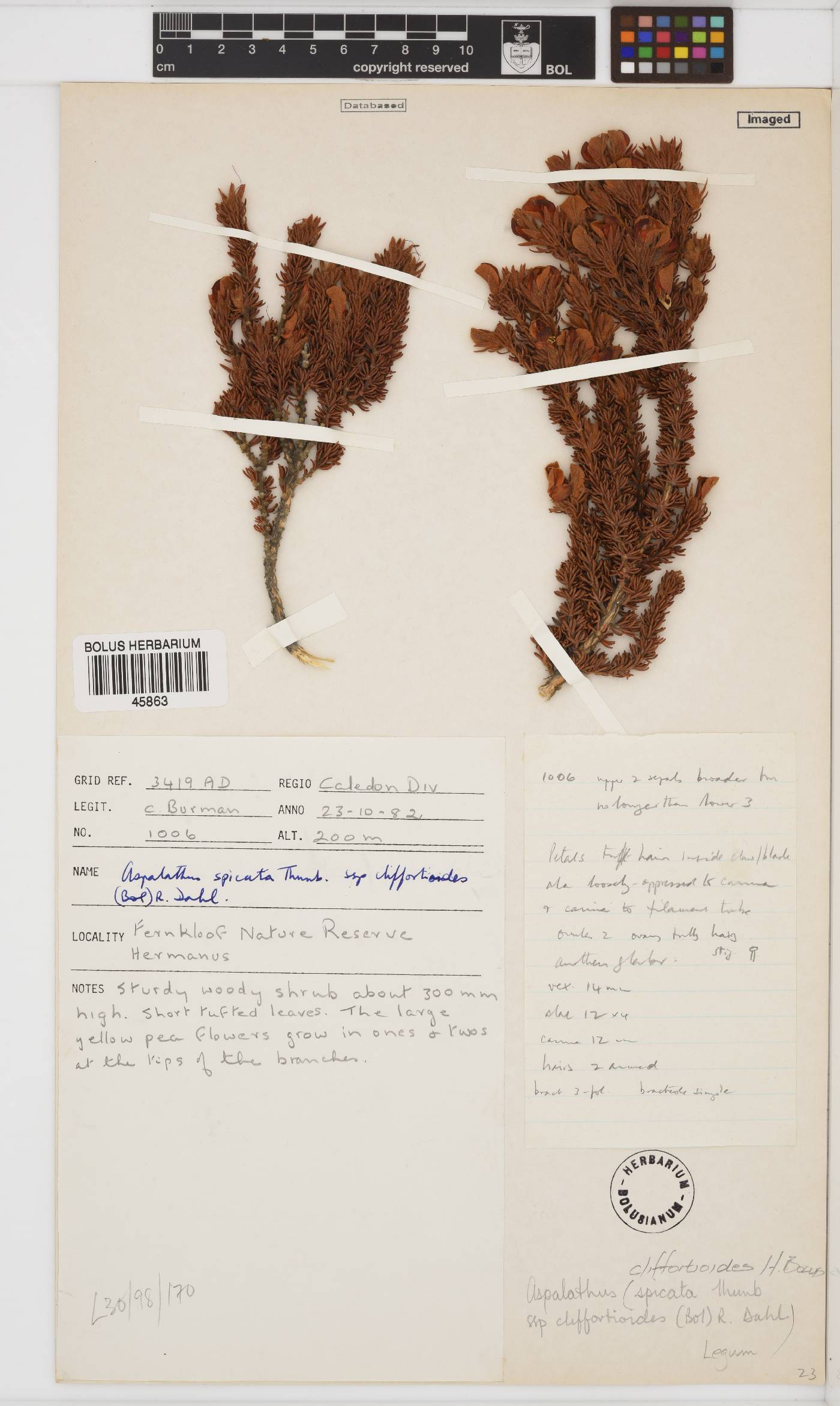 Aspalathus cliffortioides image