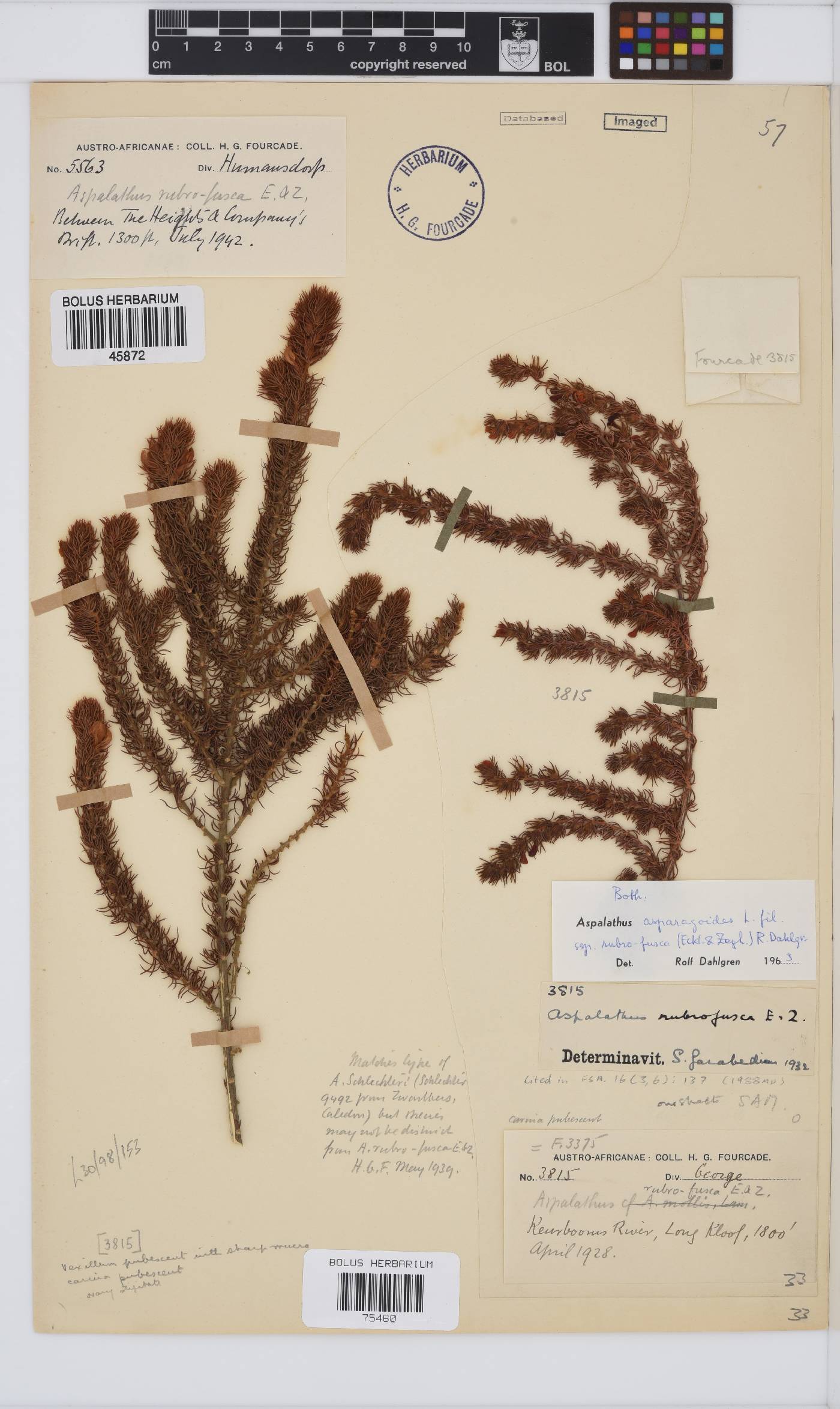 Aspalathus asparagoides subsp. rubrofusca image