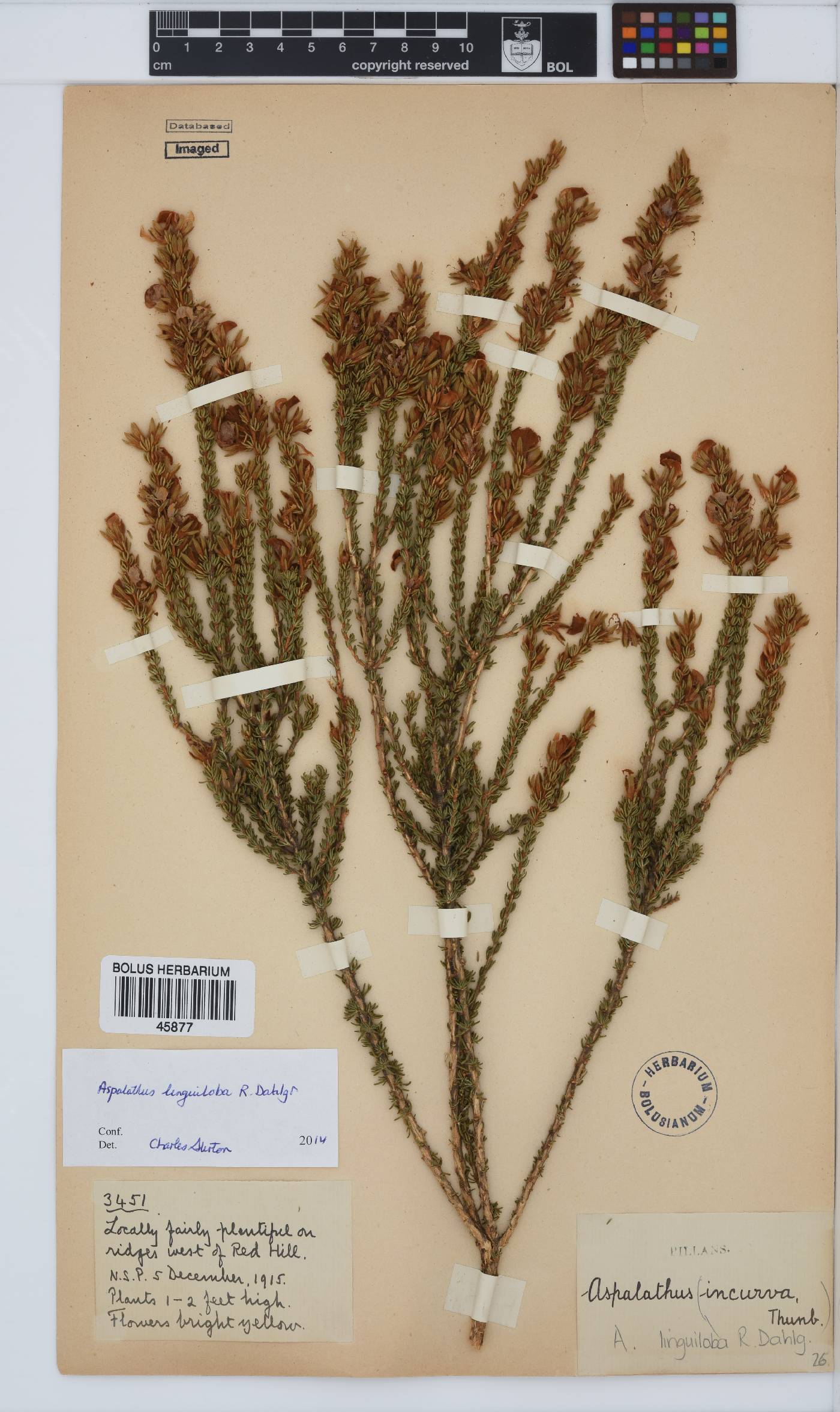 Aspalathus linguiloba image