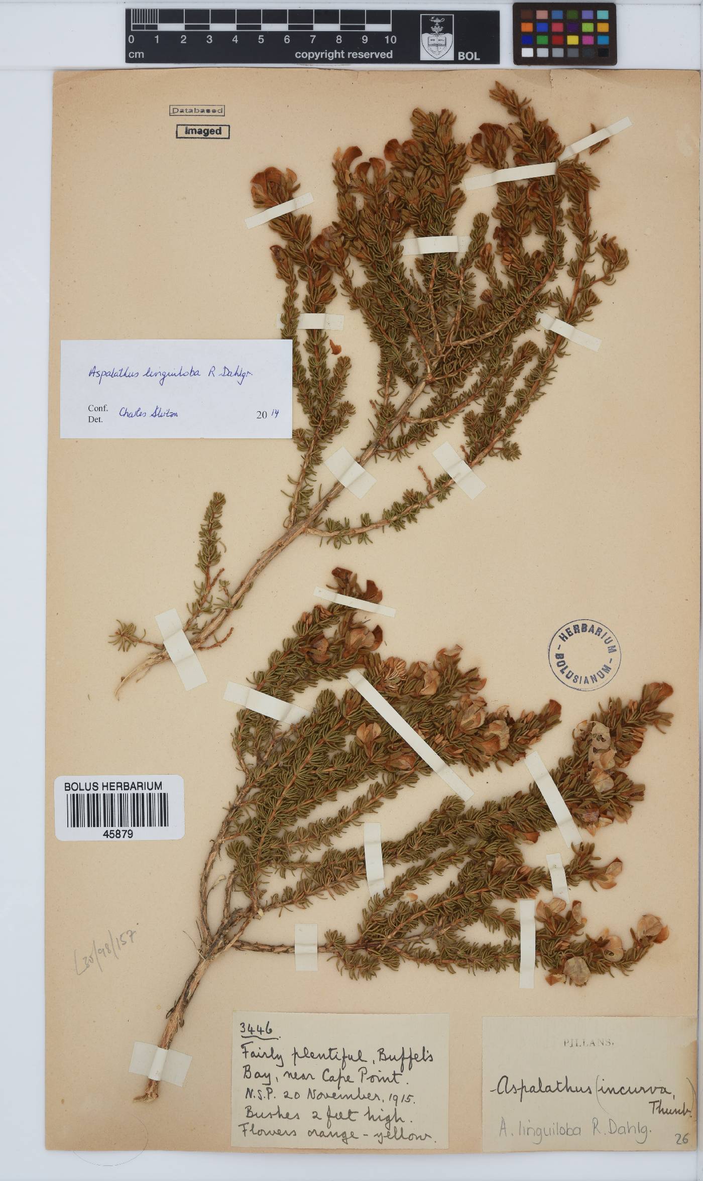 Aspalathus linguiloba image