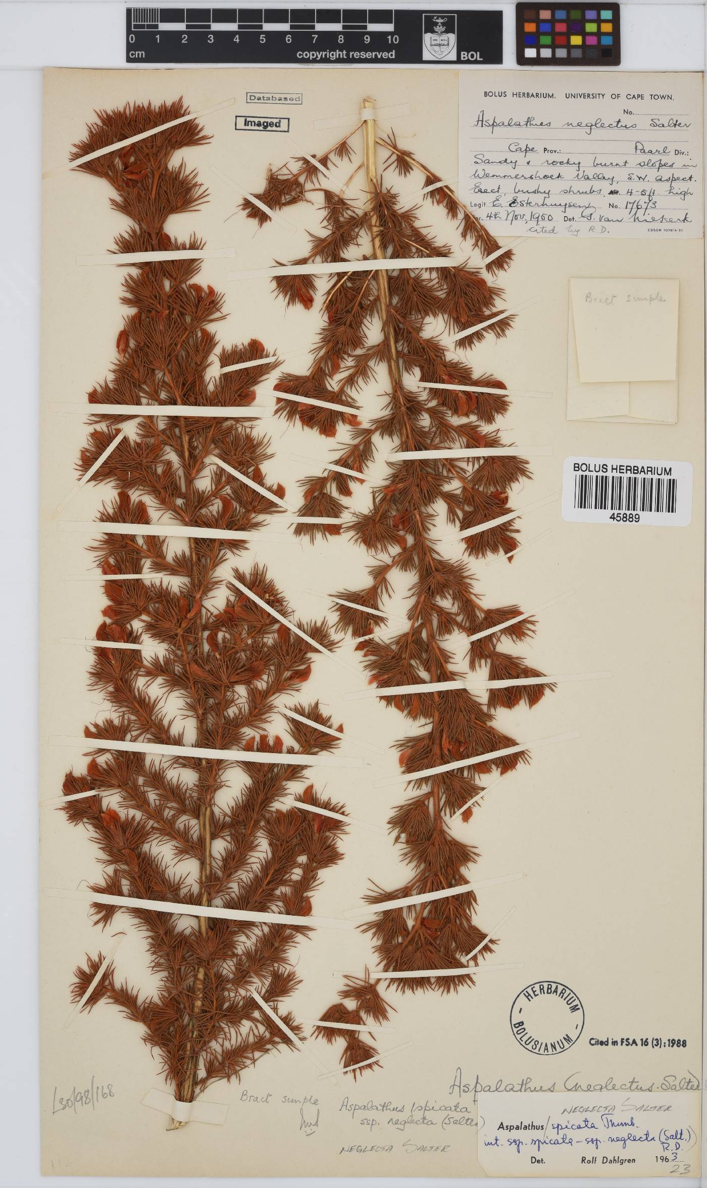 Aspalathus neglecta image