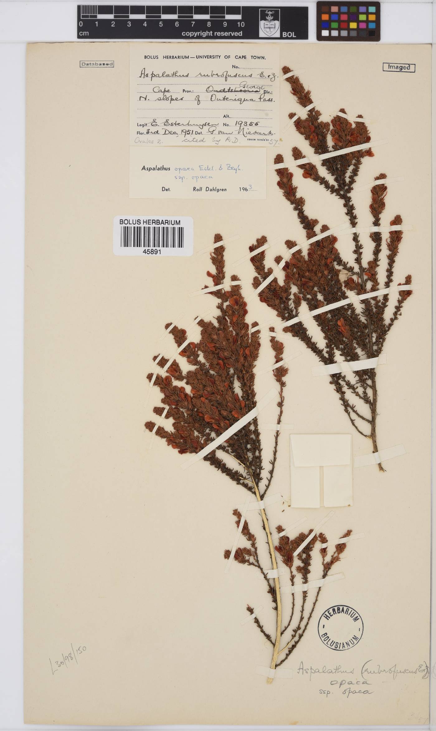 Aspalathus opaca subsp. opaca image
