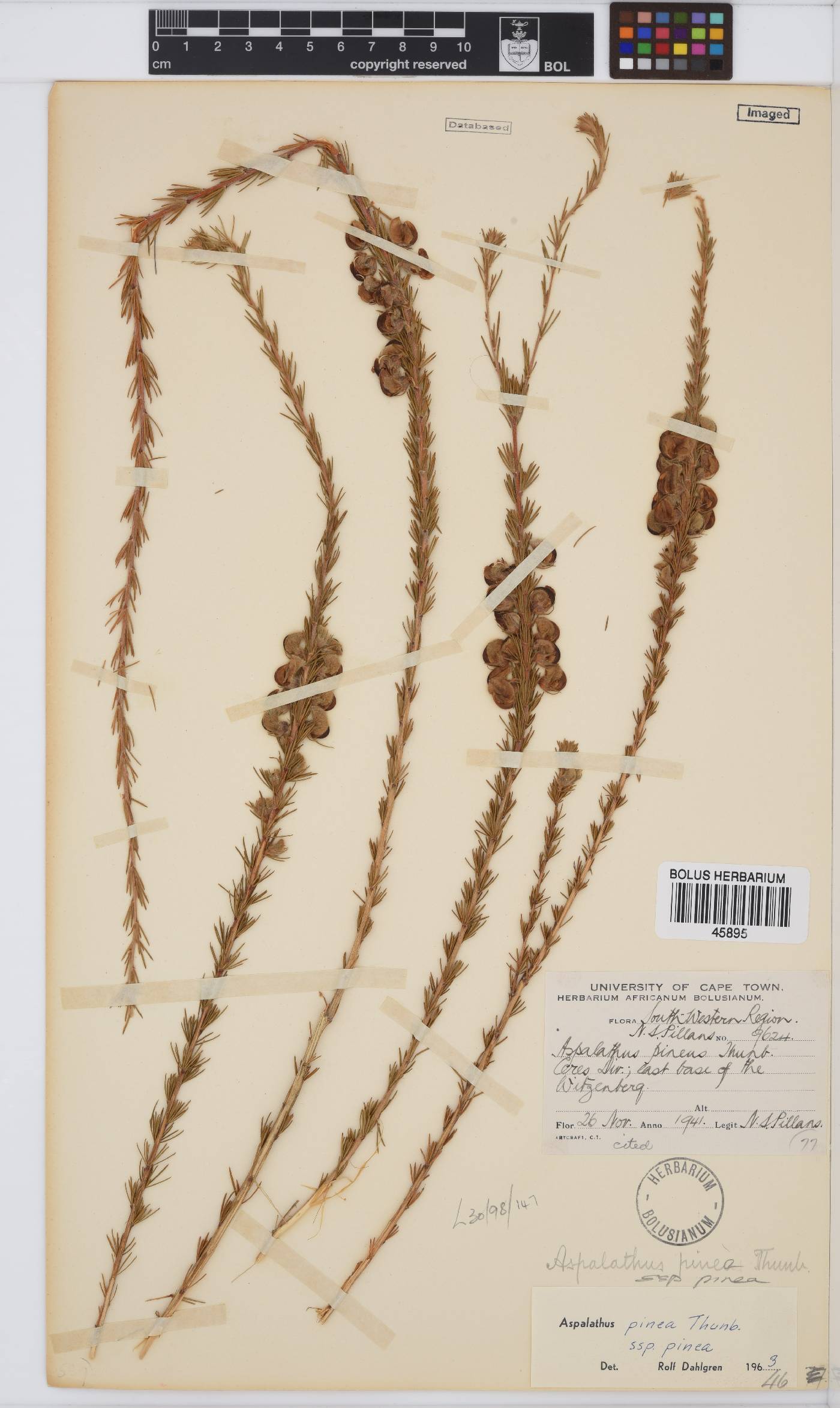 Aspalathus pinea image