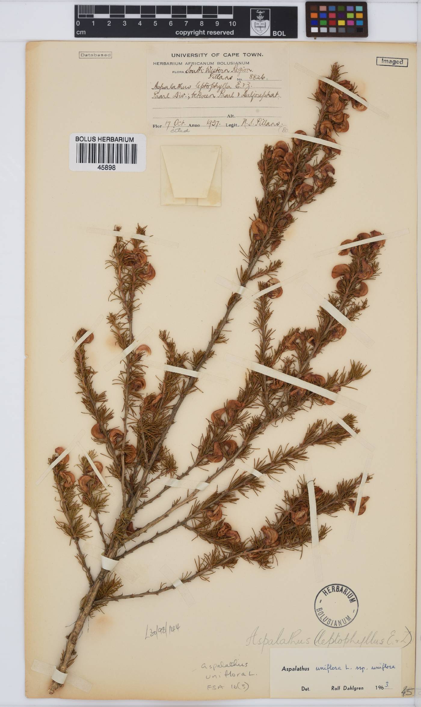 Aspalathus uniflora image