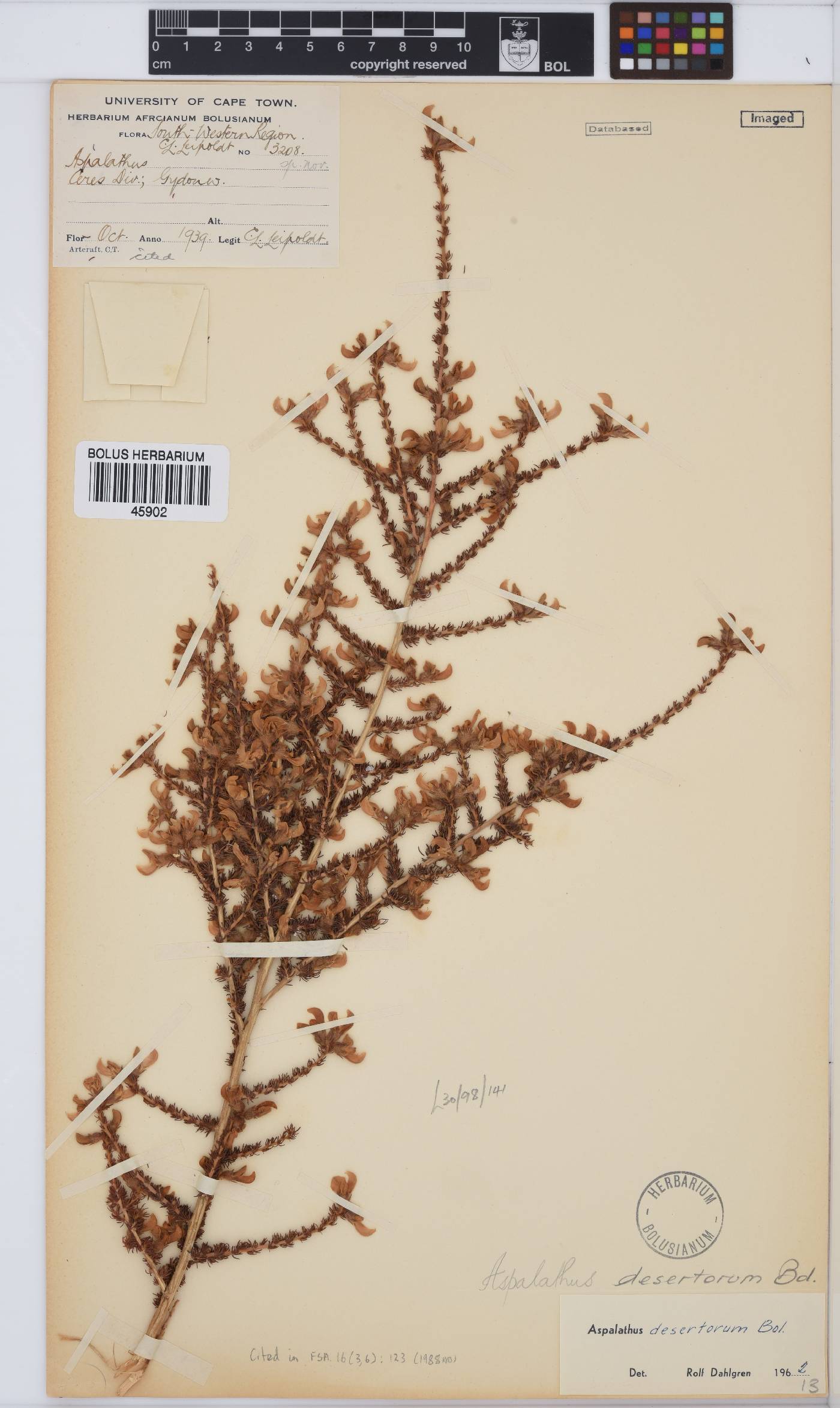 Aspalathus desertorum image