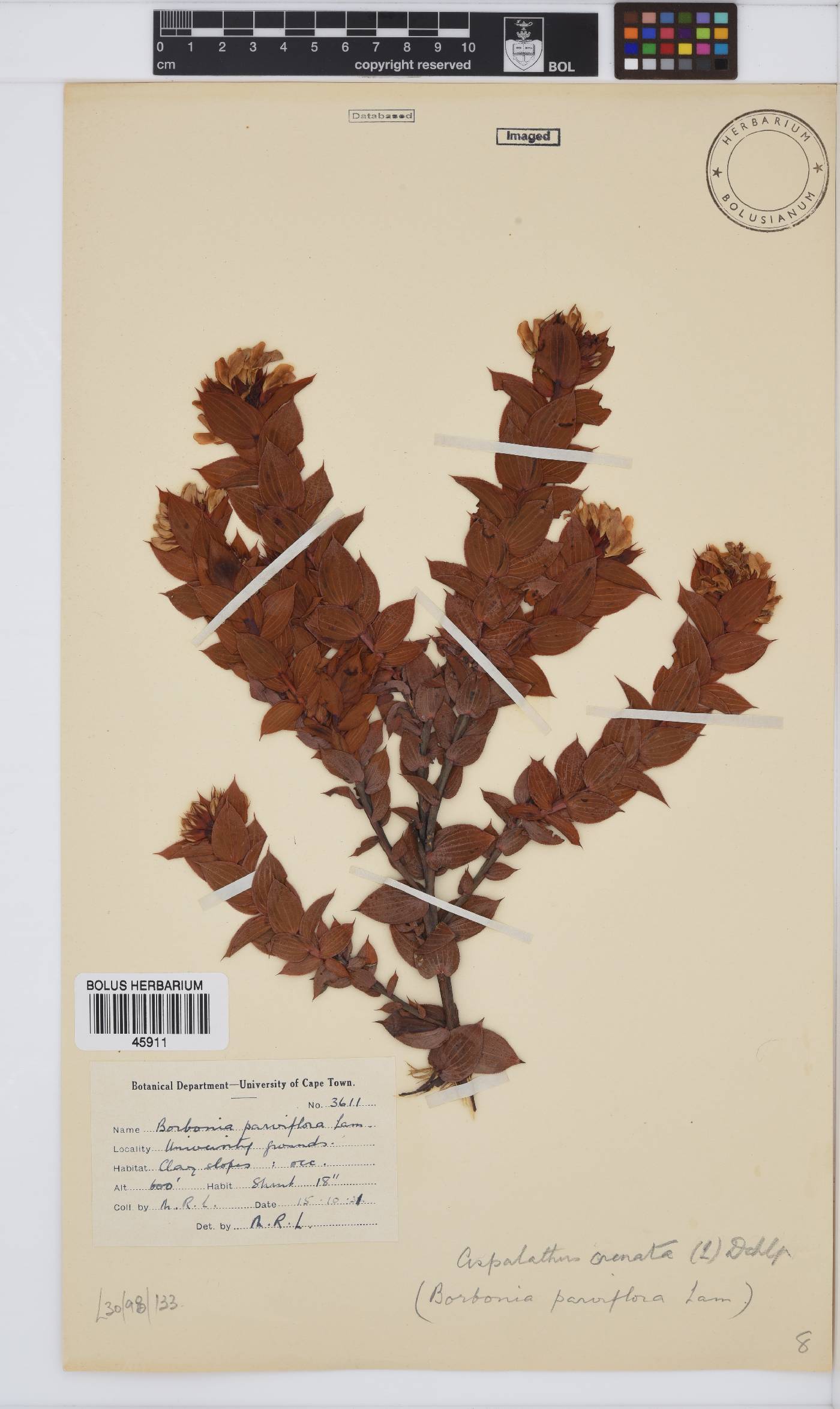 Aspalathus crenata image