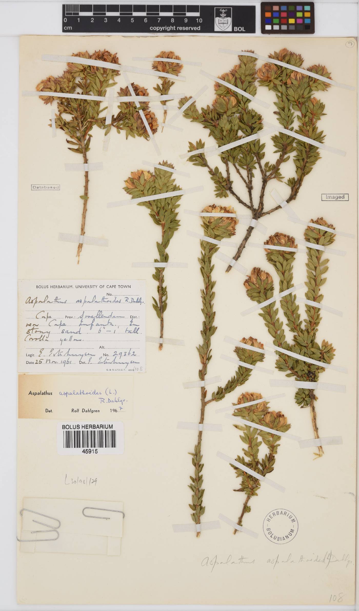 Aspalathus aspalathoides image