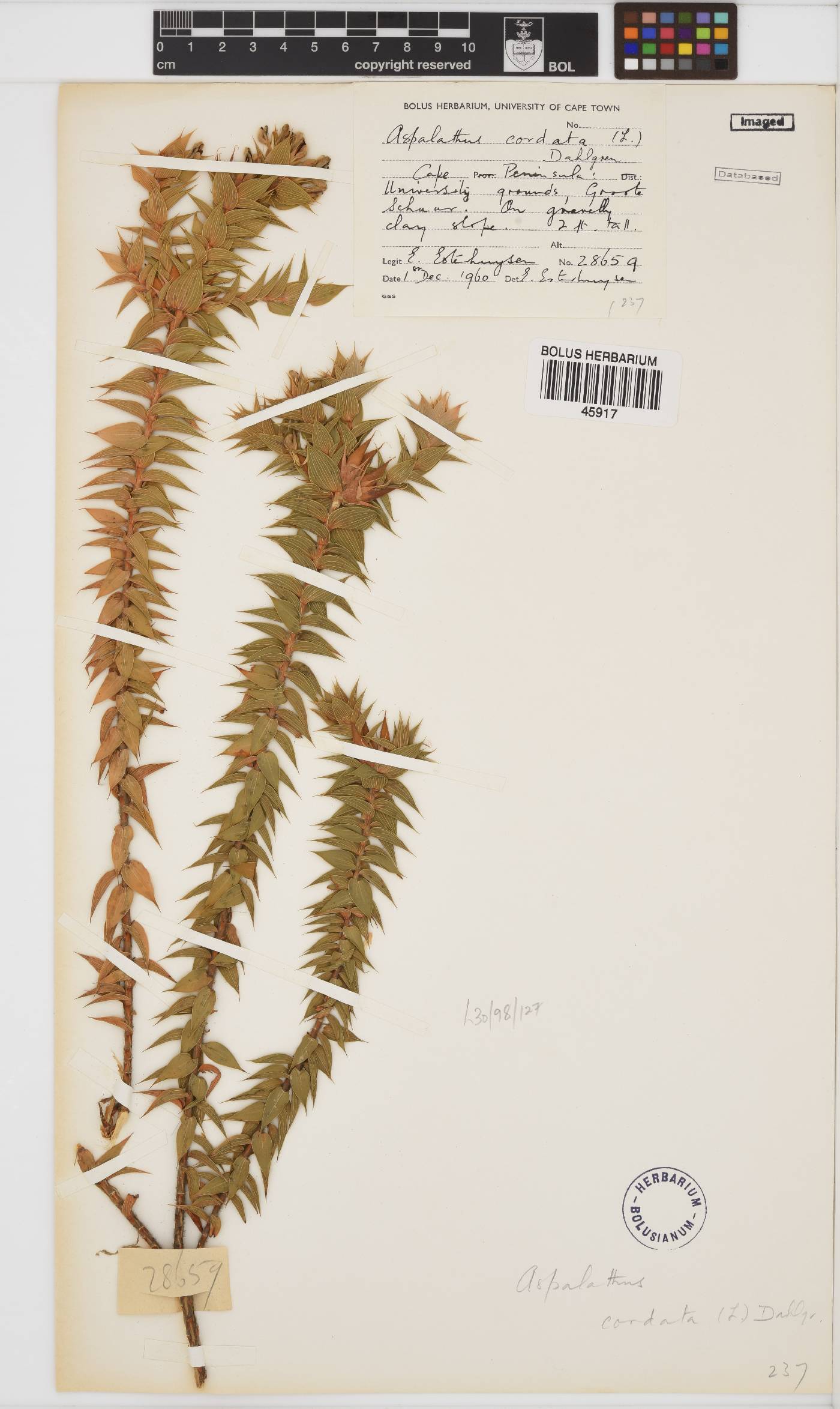 Aspalathus cordata image