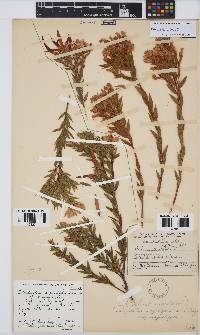 Image of Aspalathus angustifolia
