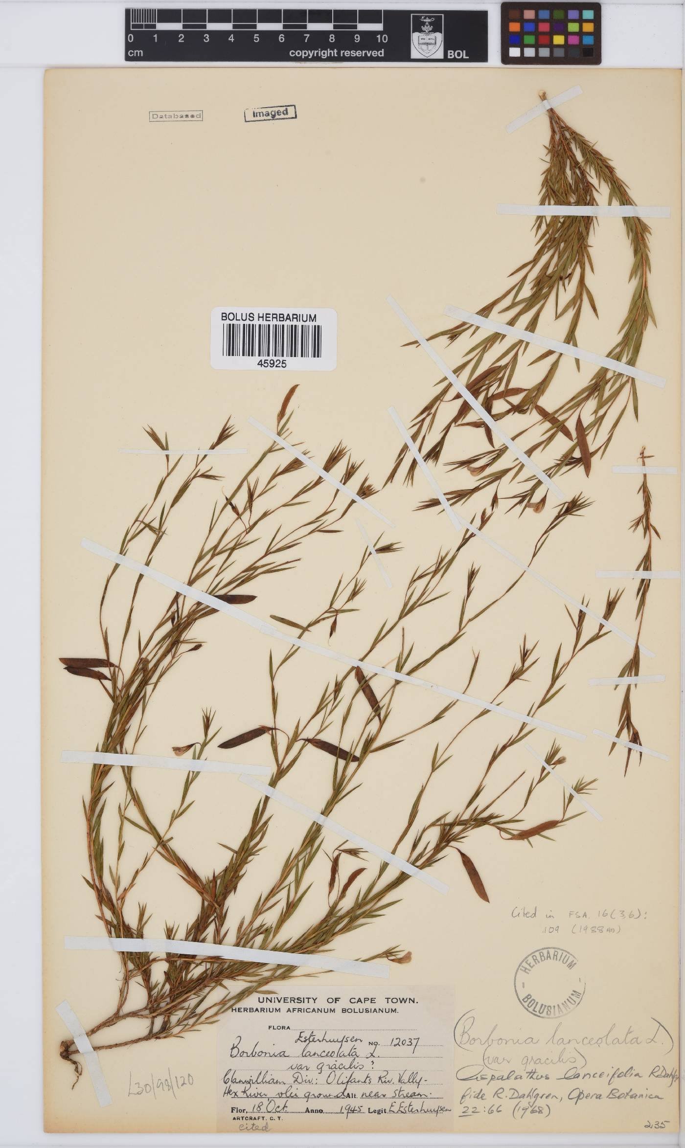Aspalathus lanceifolia image