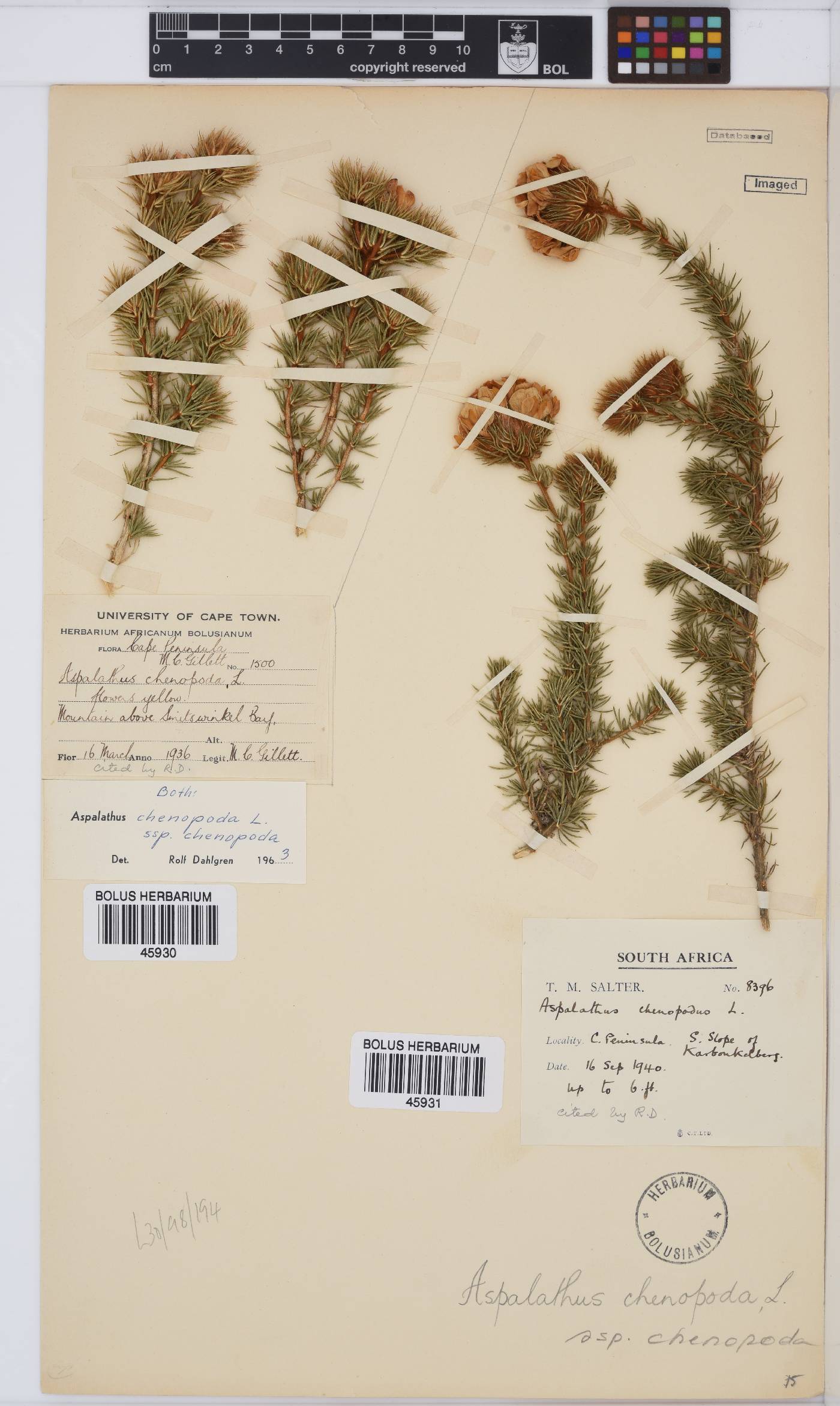 Aspalathus chenopoda subsp. chenopoda image