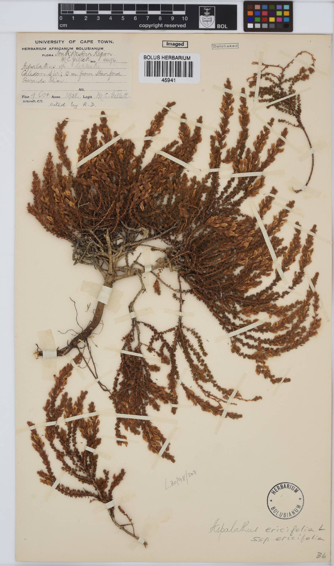 Aspalathus ericifolia image