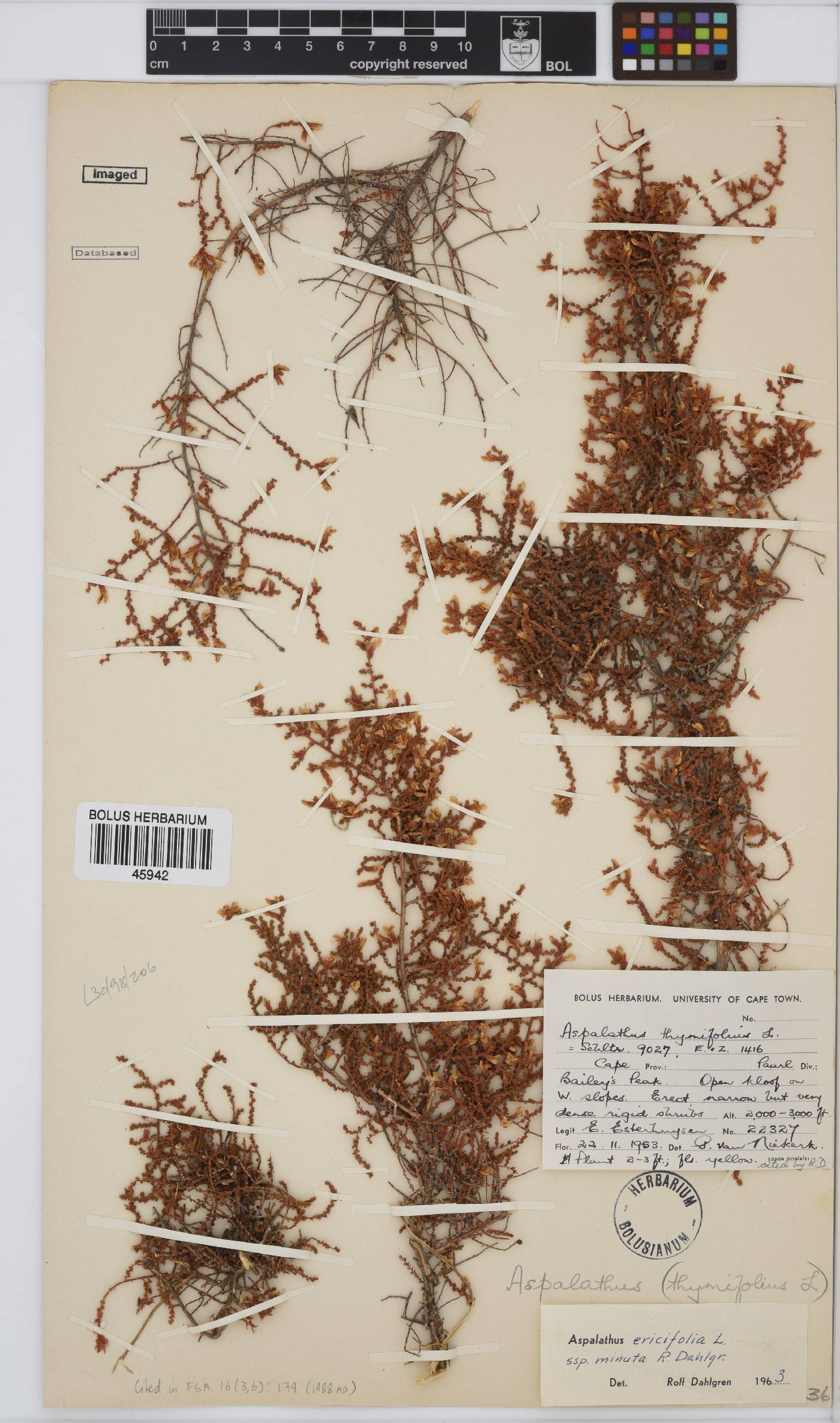 Aspalathus ericifolia image