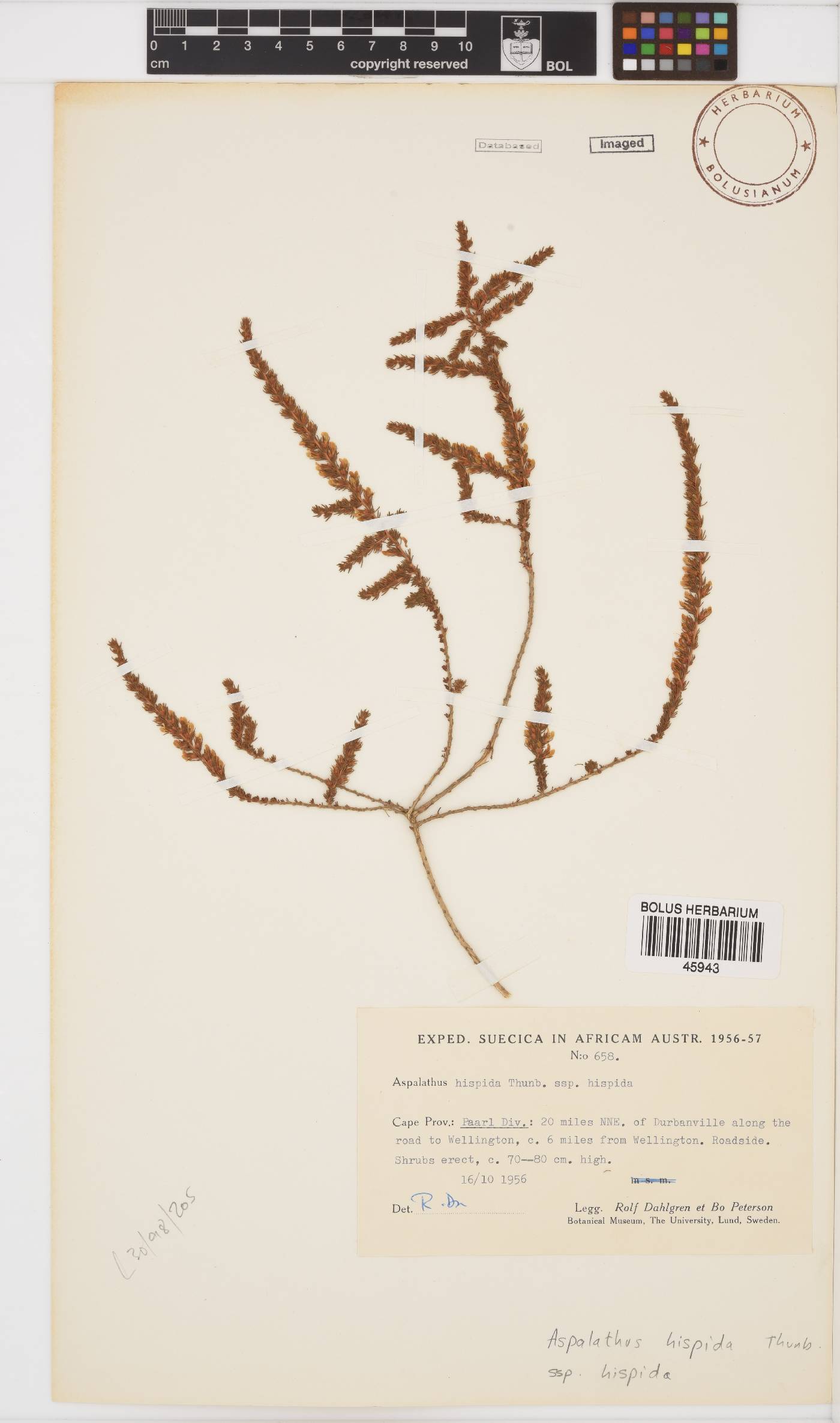 Aspalathus hispida subsp. hispida image