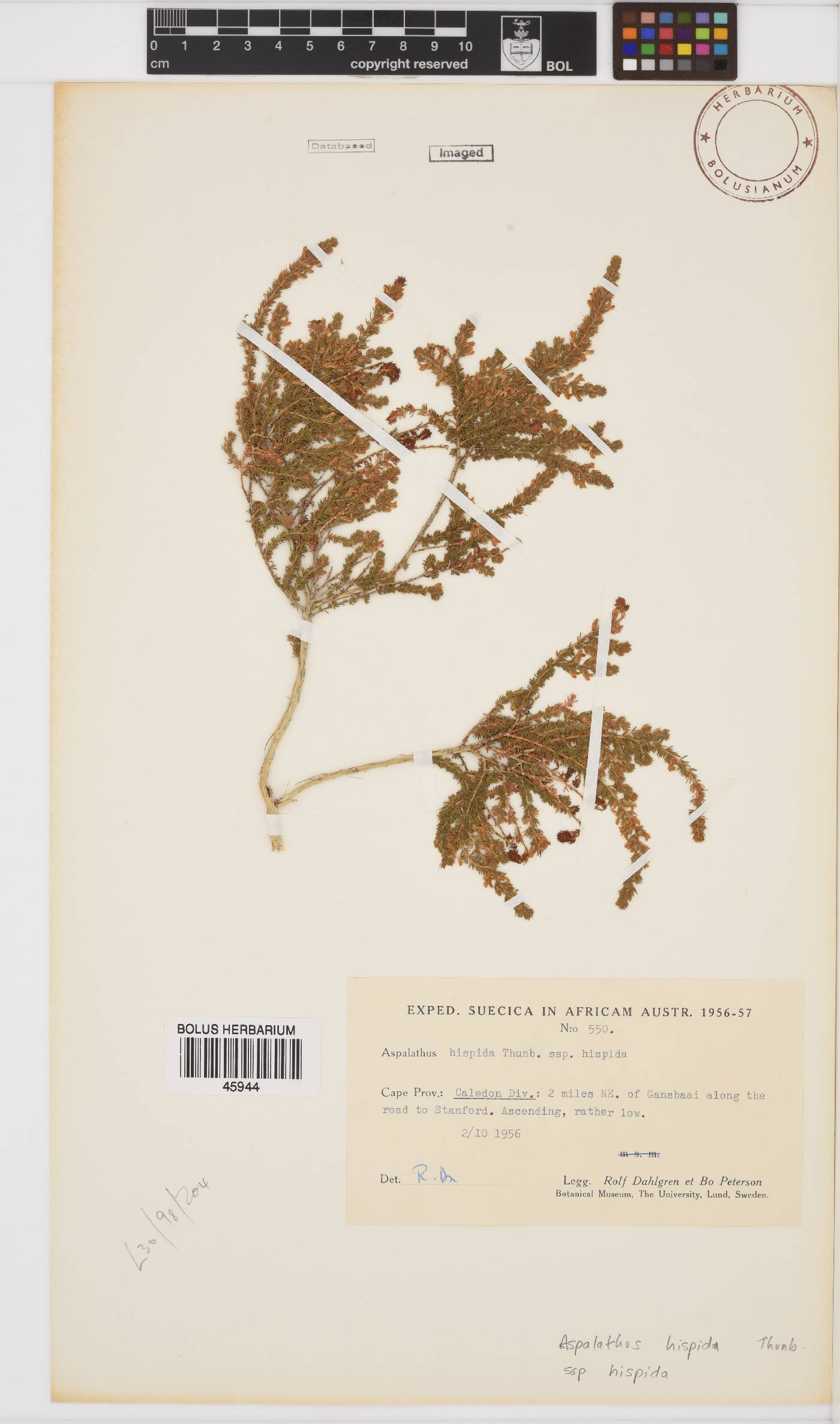 Aspalathus hispida image