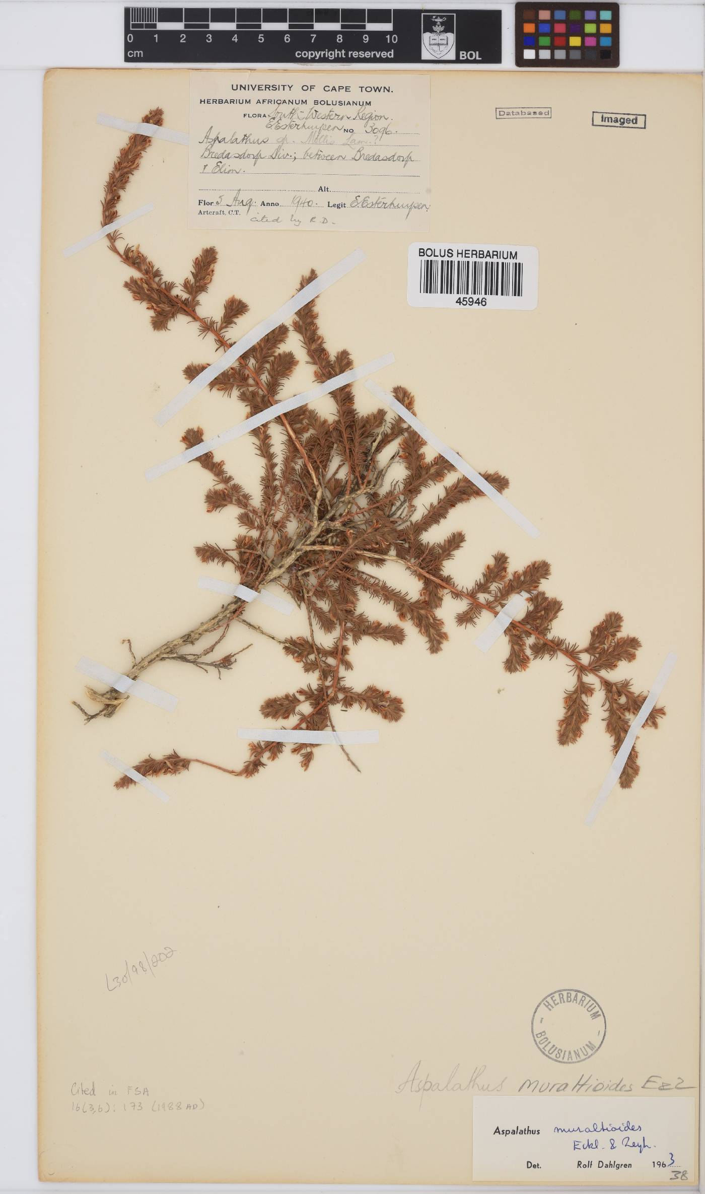 Aspalathus muraltioides image