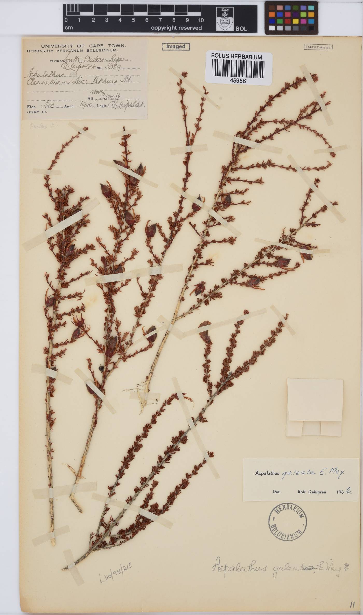 Aspalathus galeata image