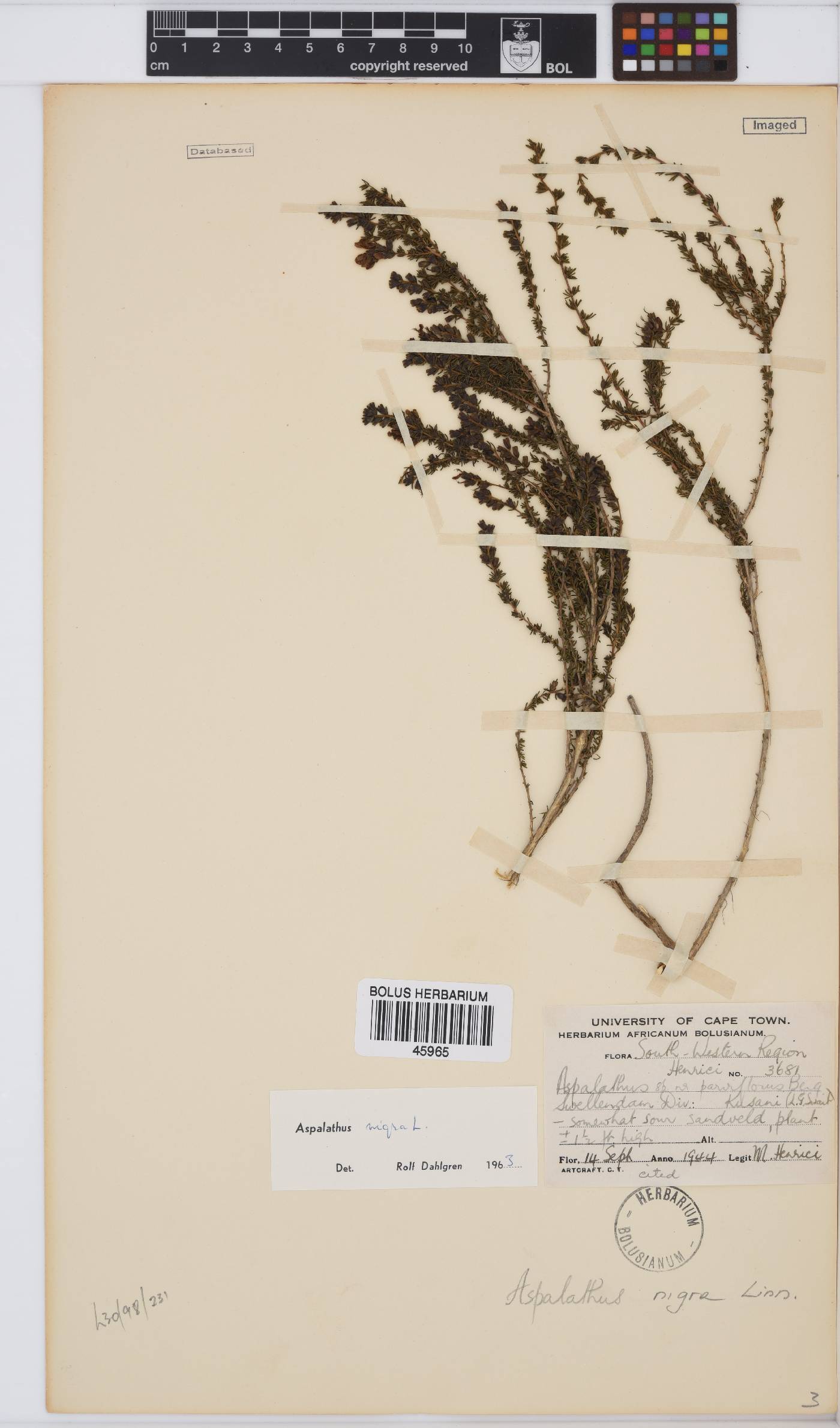 Aspalathus nigra image