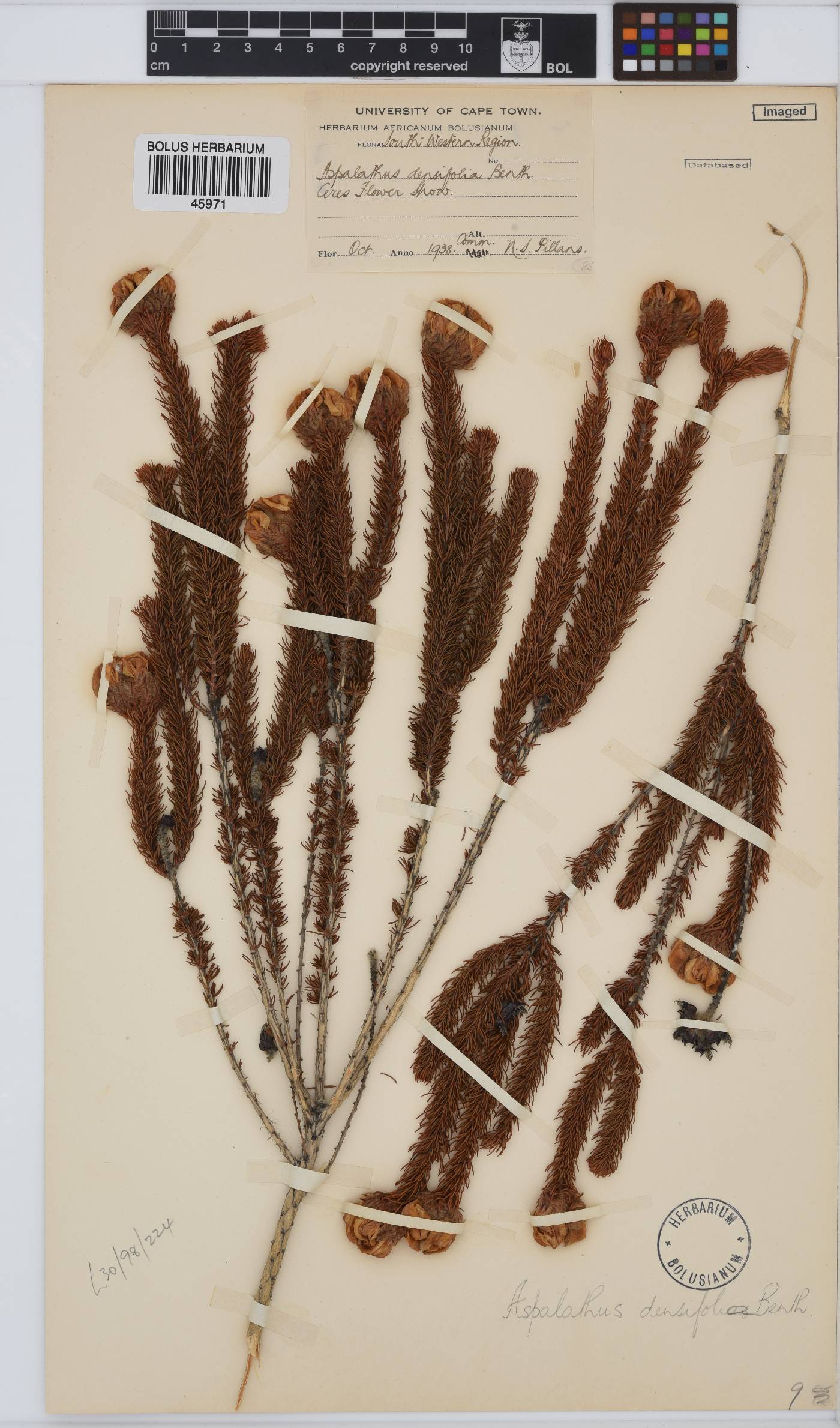 Aspalathus densifolia image
