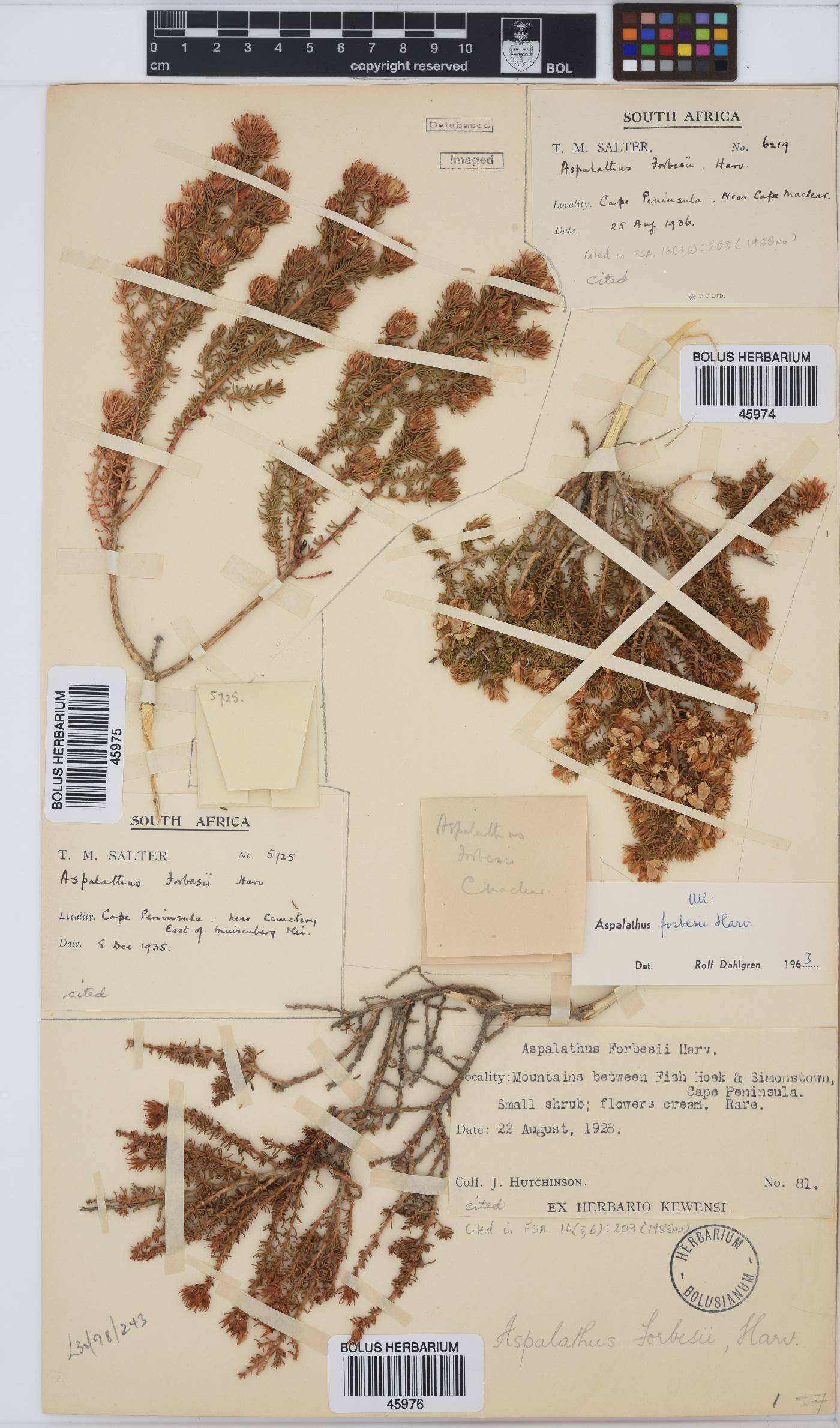 Aspalathus forbesii image