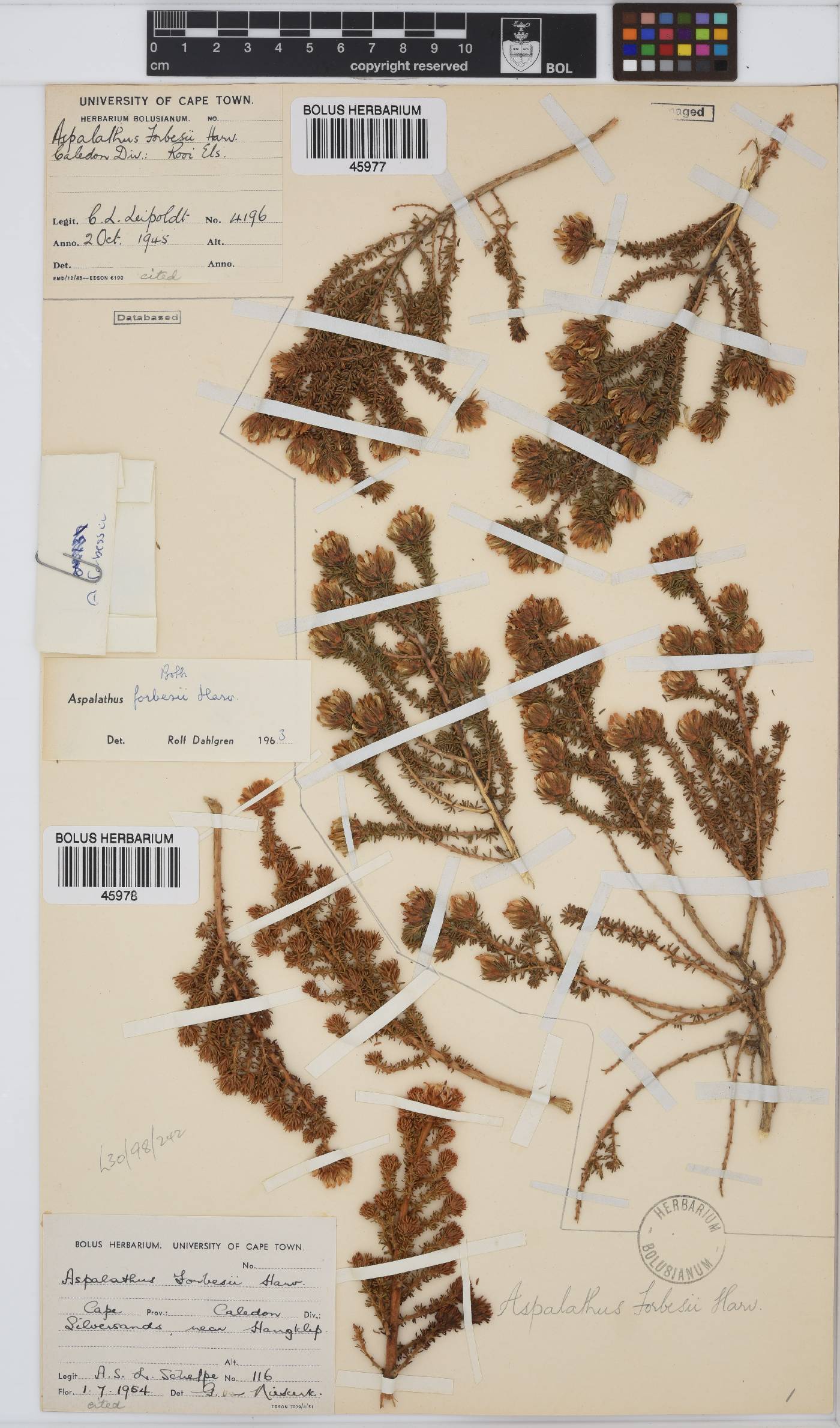 Aspalathus forbesii image