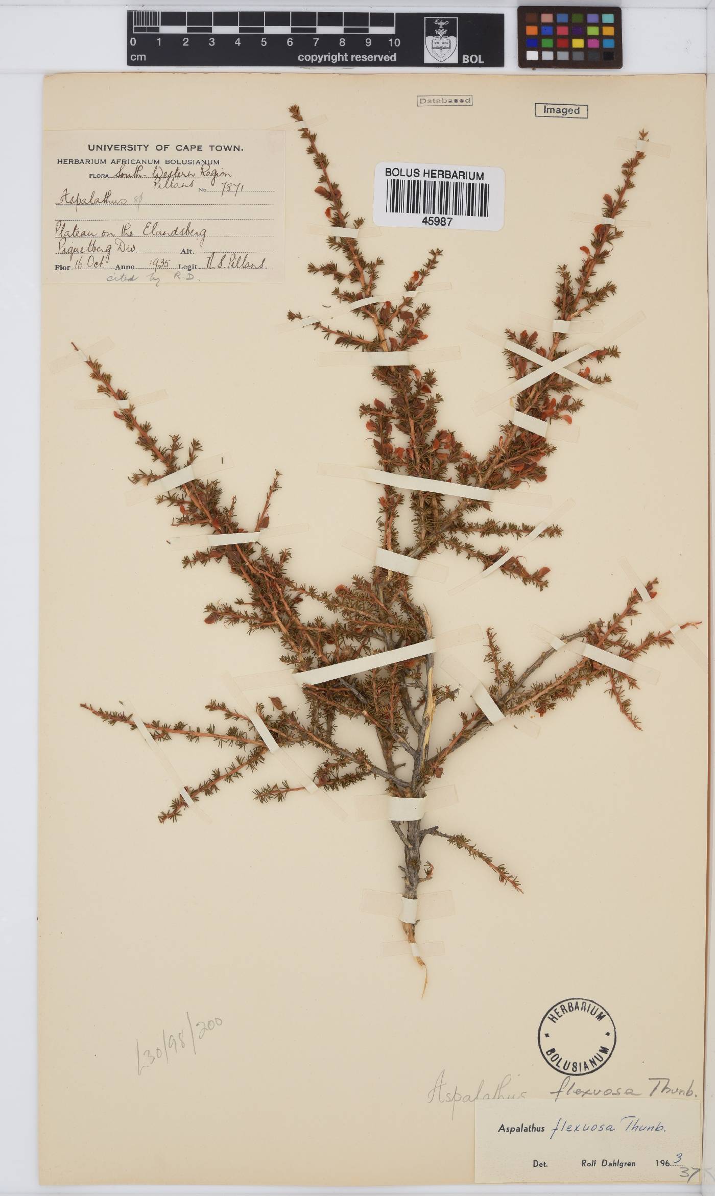 Aspalathus flexuosa image