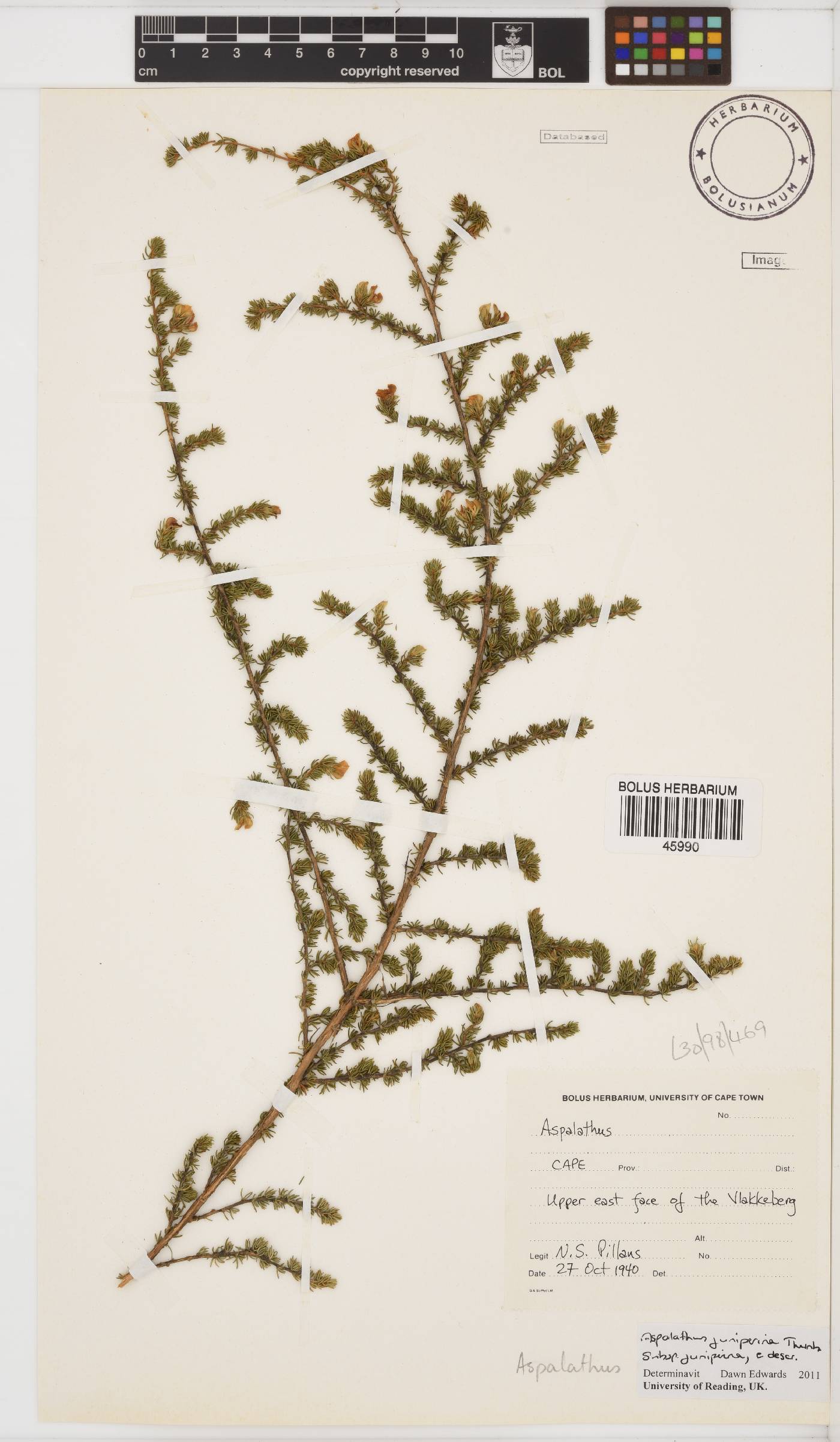 Aspalathus juniperina subsp. juniperina image