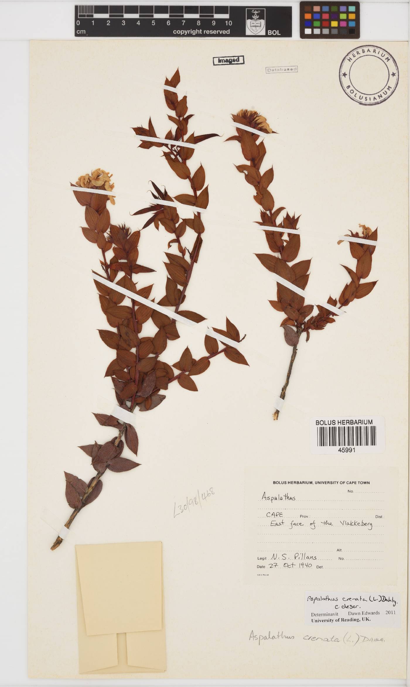 Aspalathus crenata image