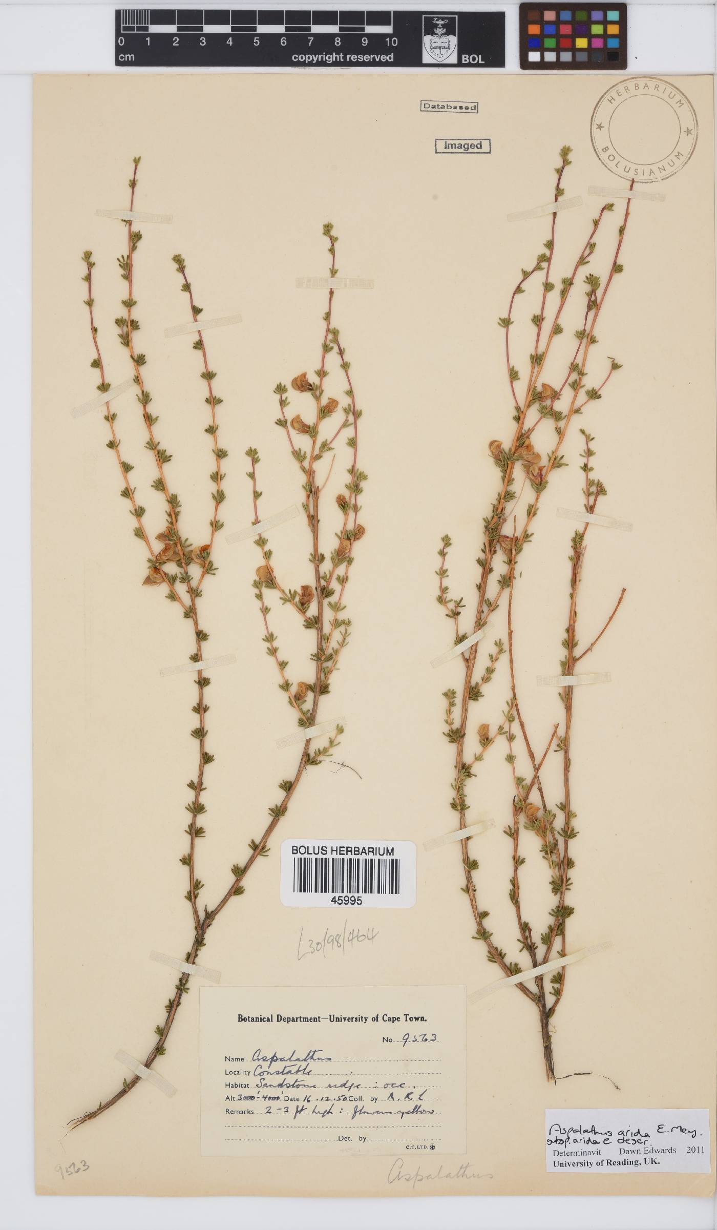 Aspalathus arida image