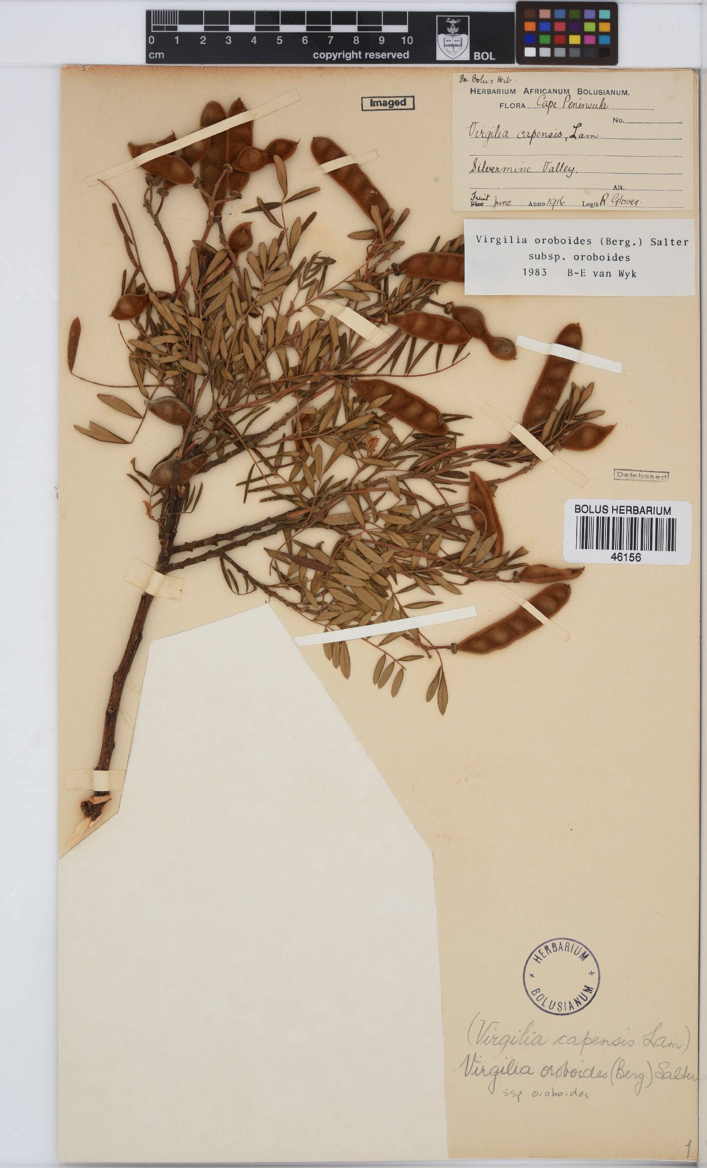 Virgilia image