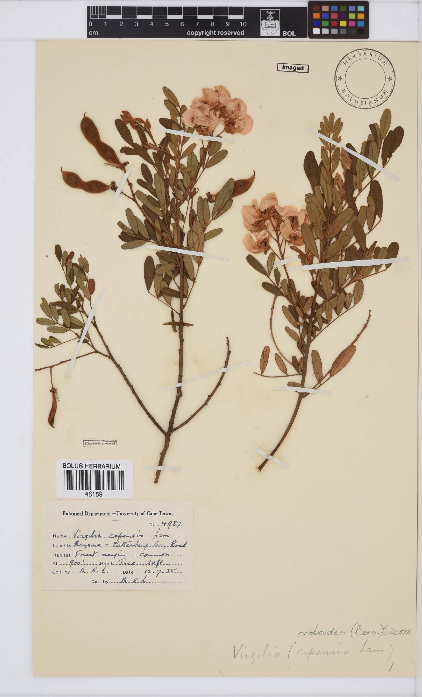 Virgilia image