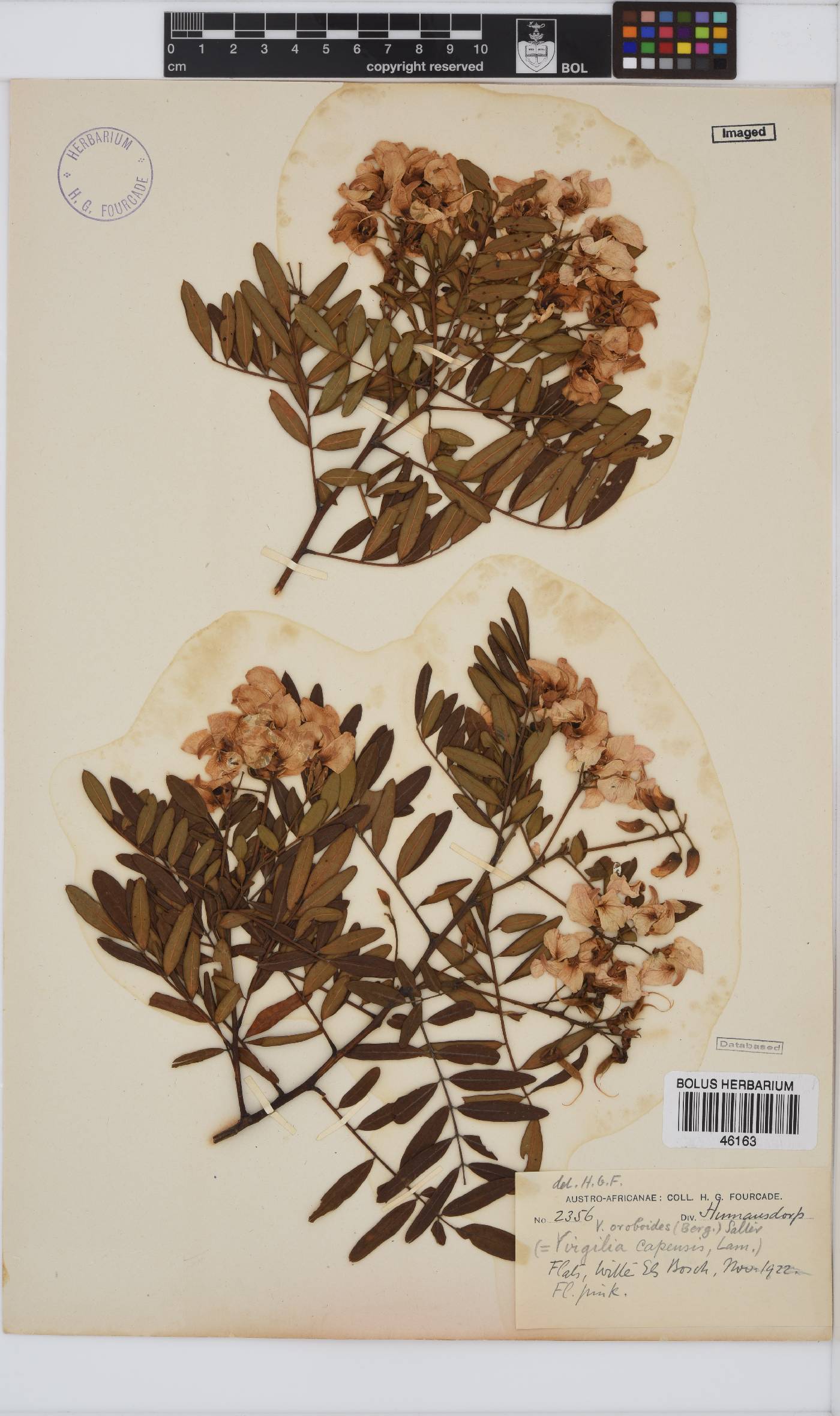 Virgilia oroboides image