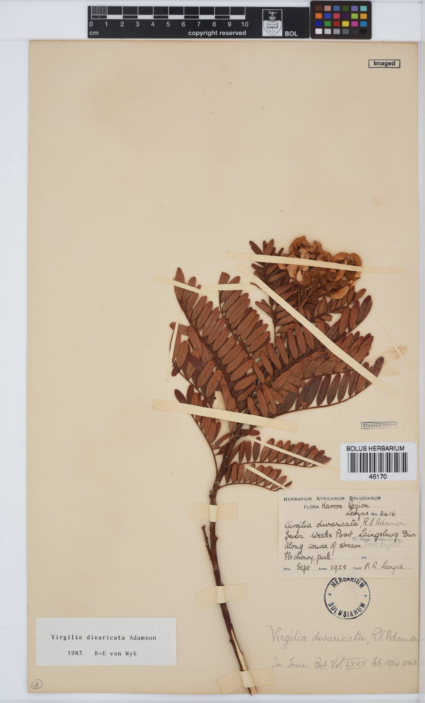 Virgilia divaricata image