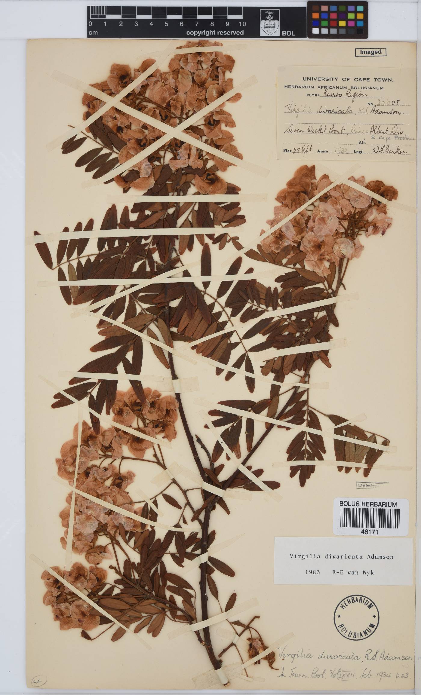 Virgilia oroboides image
