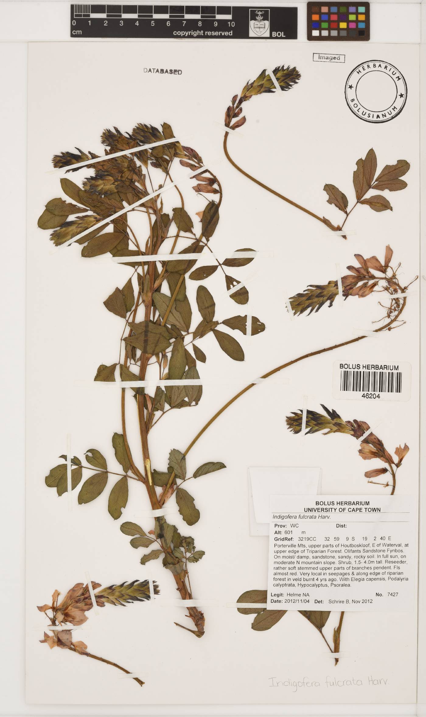 Indigofera sessilifolia image