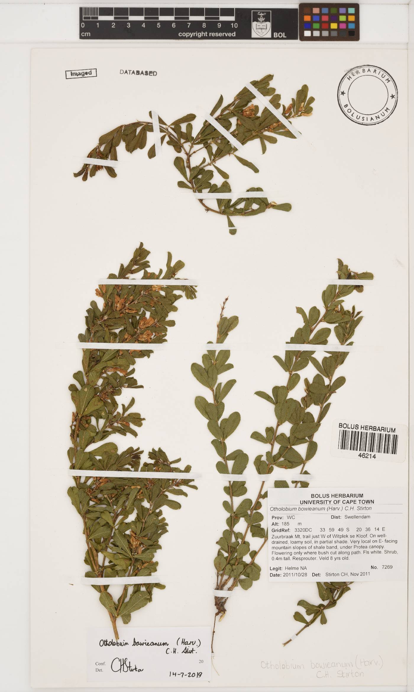 Otholobium bowieanum image