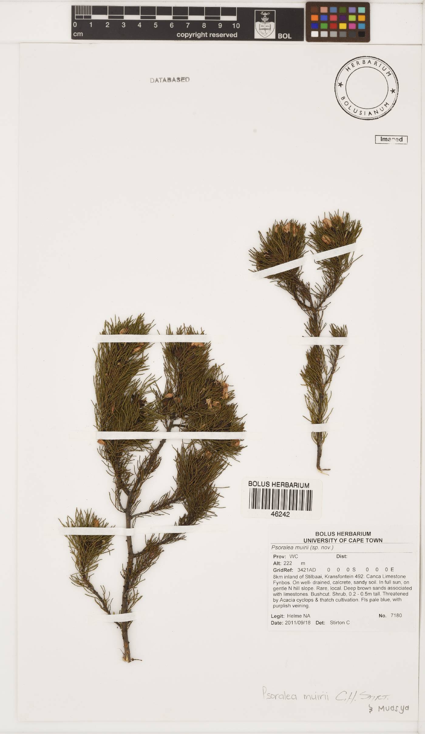 Psoralea muirii image