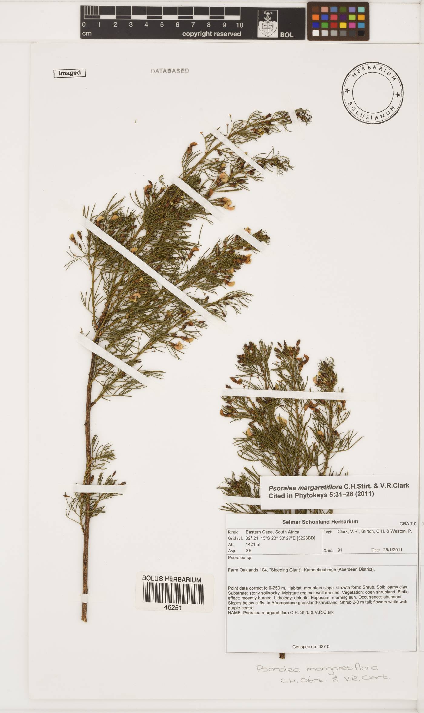 Psoralea margaretiflora image