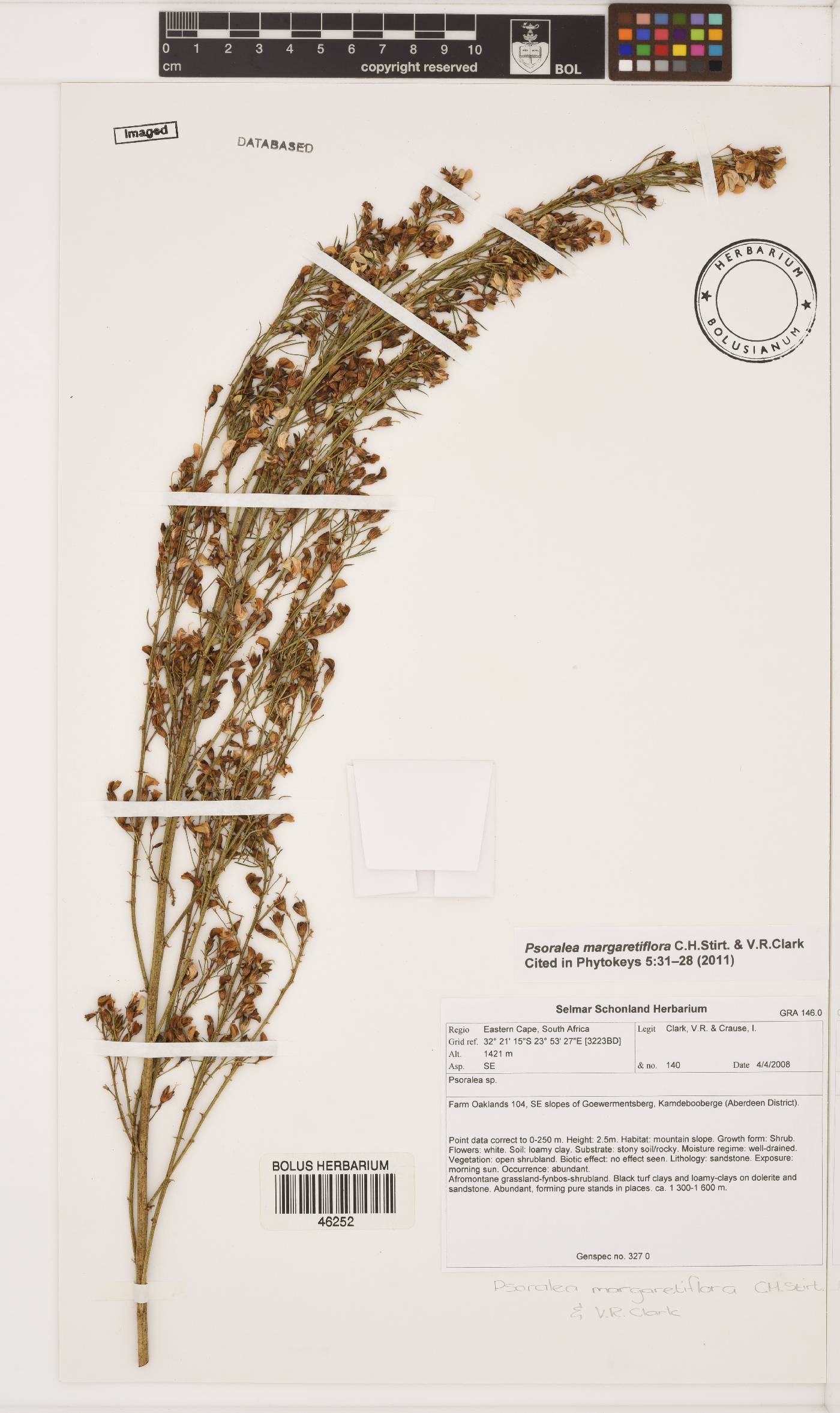 Psoralea margaretiflora image
